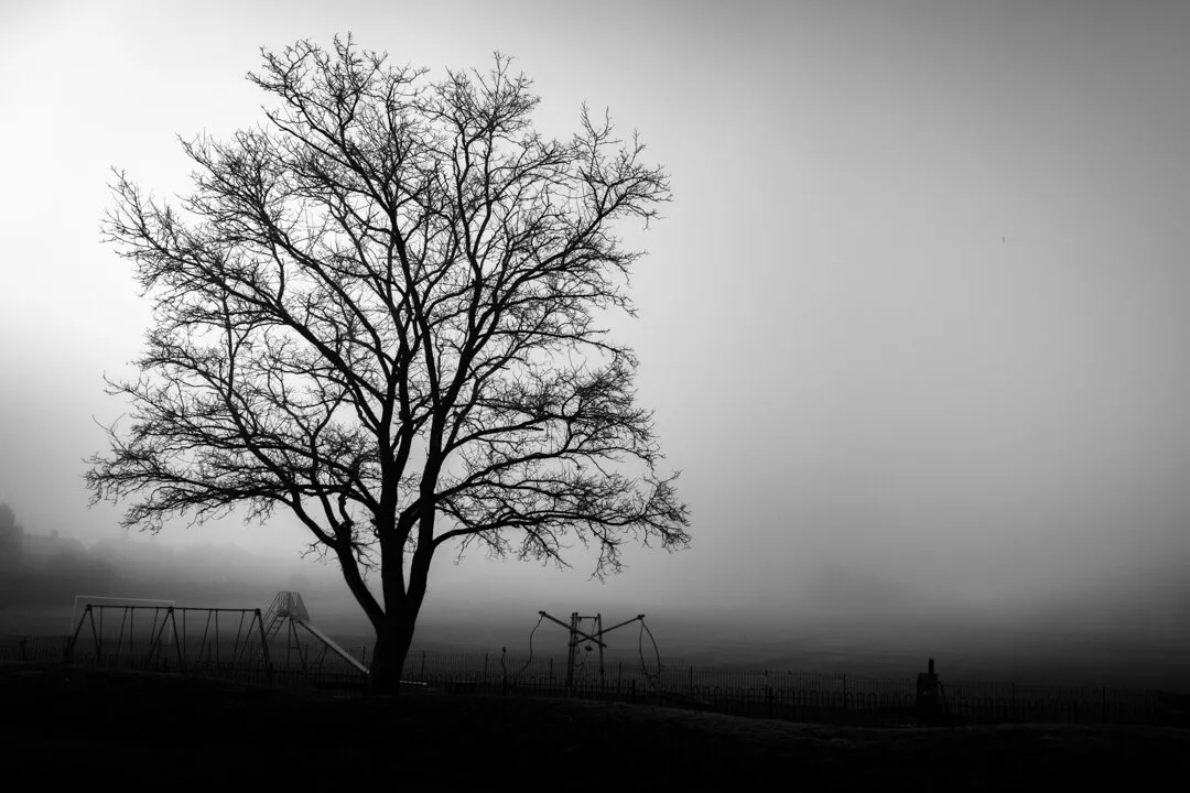 Lone tree