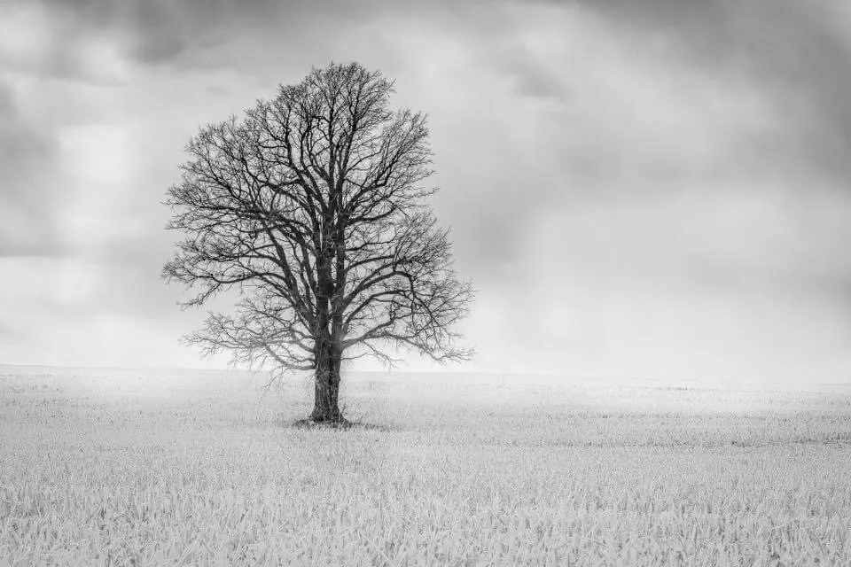 Presence