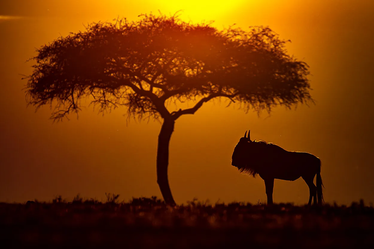 Sunsets & Silhouettes