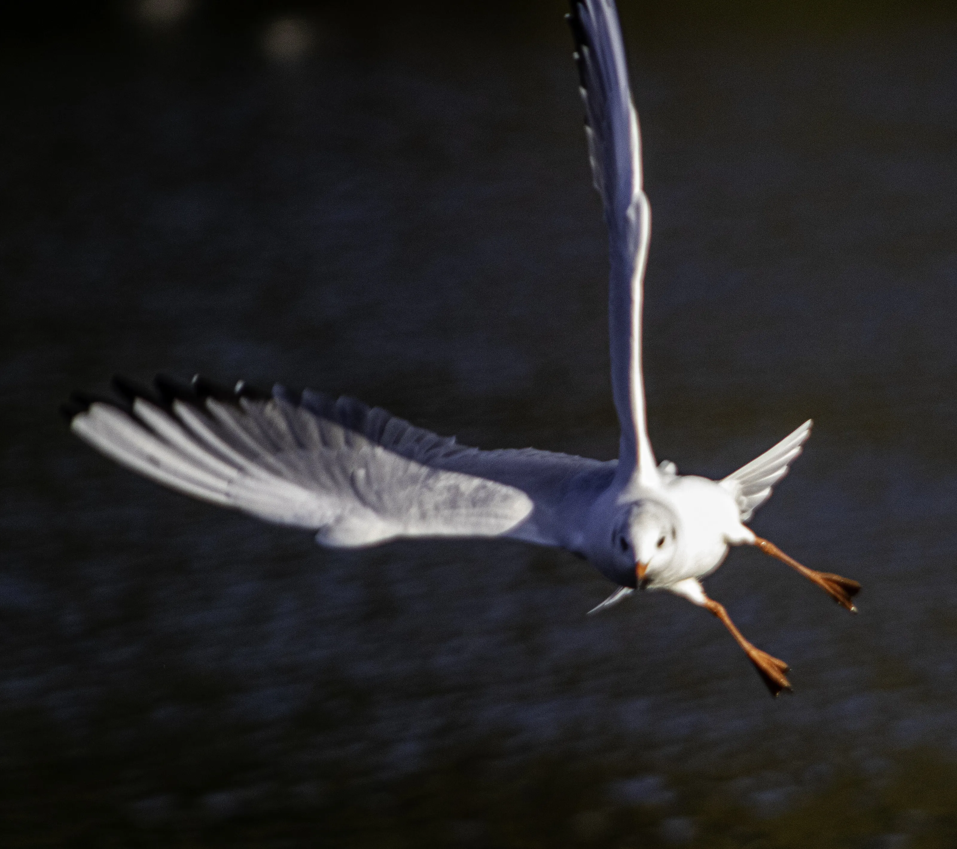 Seagull at Kew Gardens
