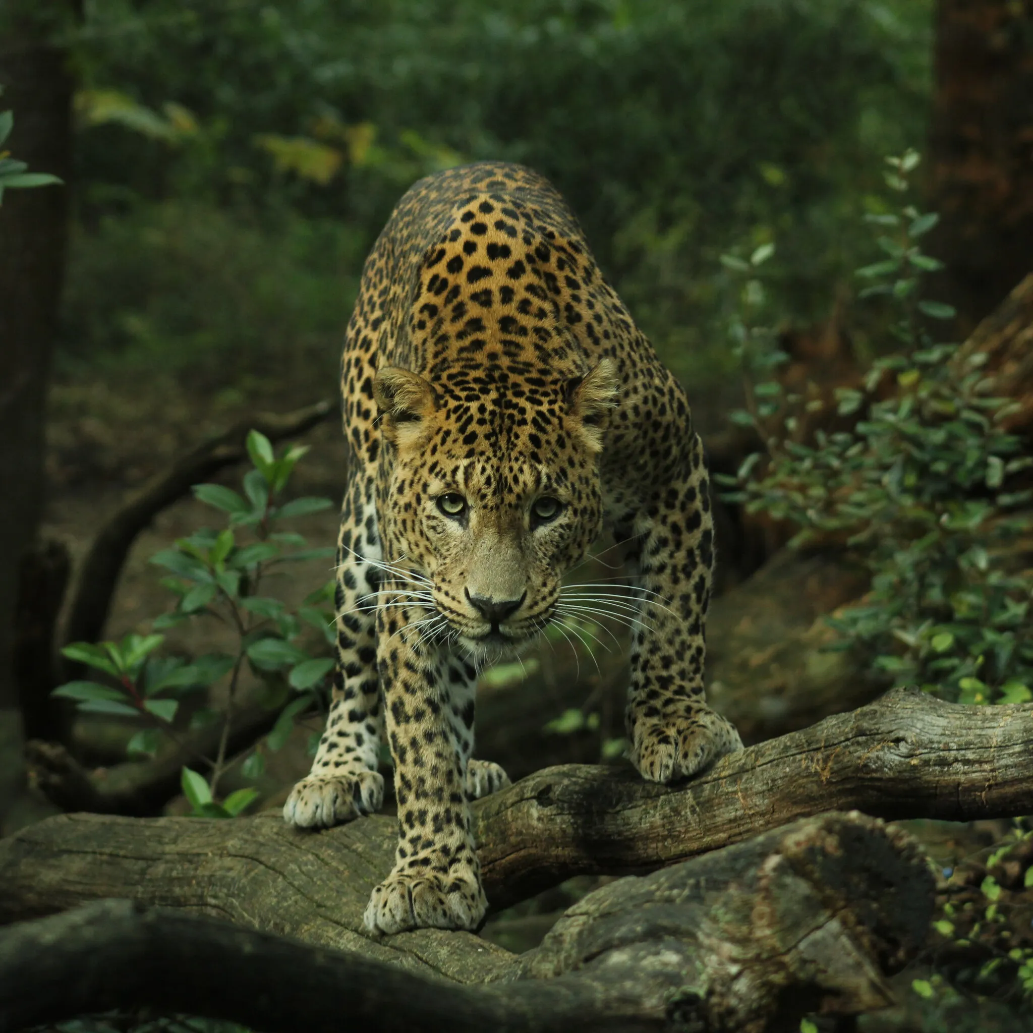 Panther looking straight into the camera