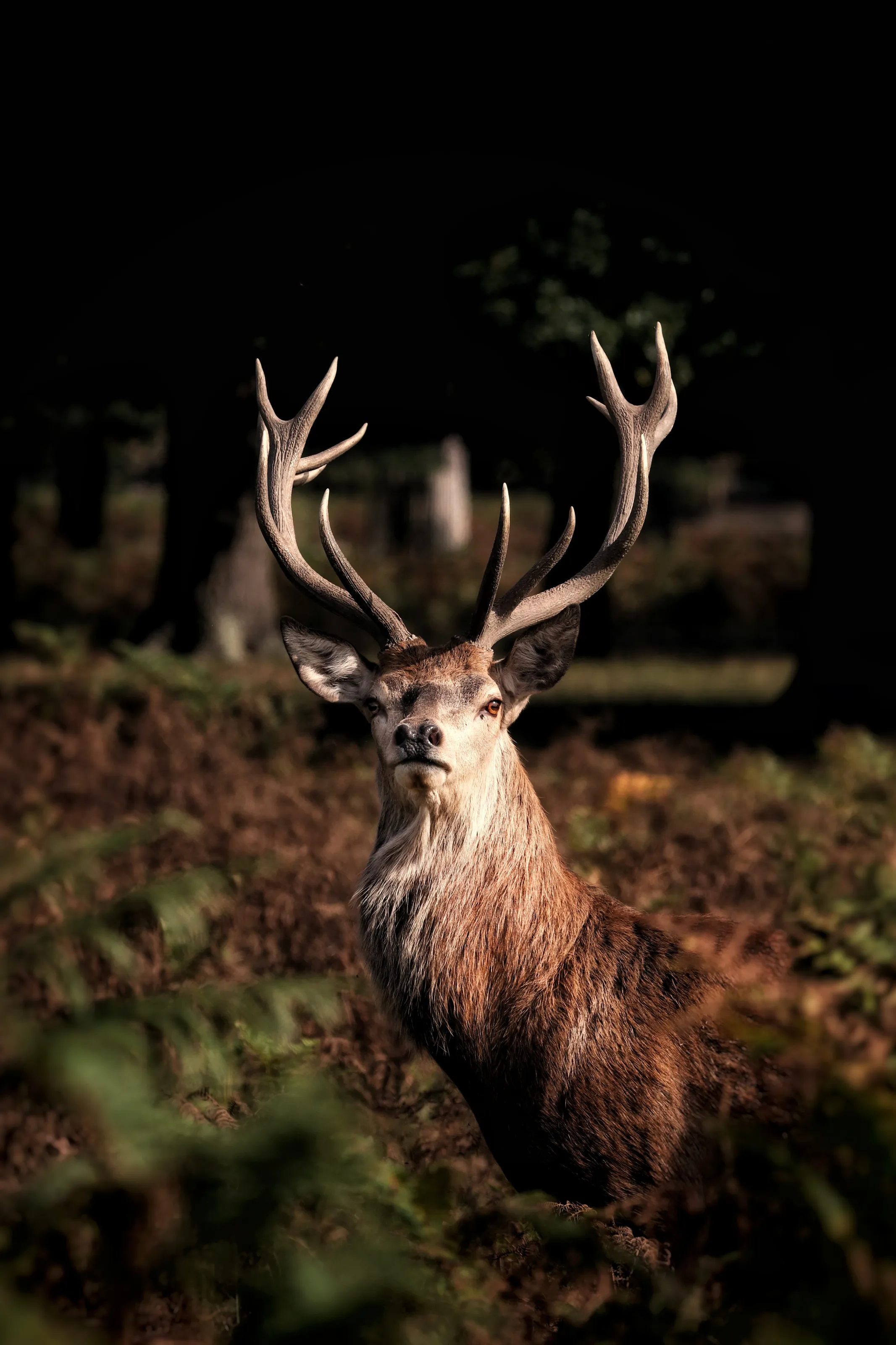 Red deer stag