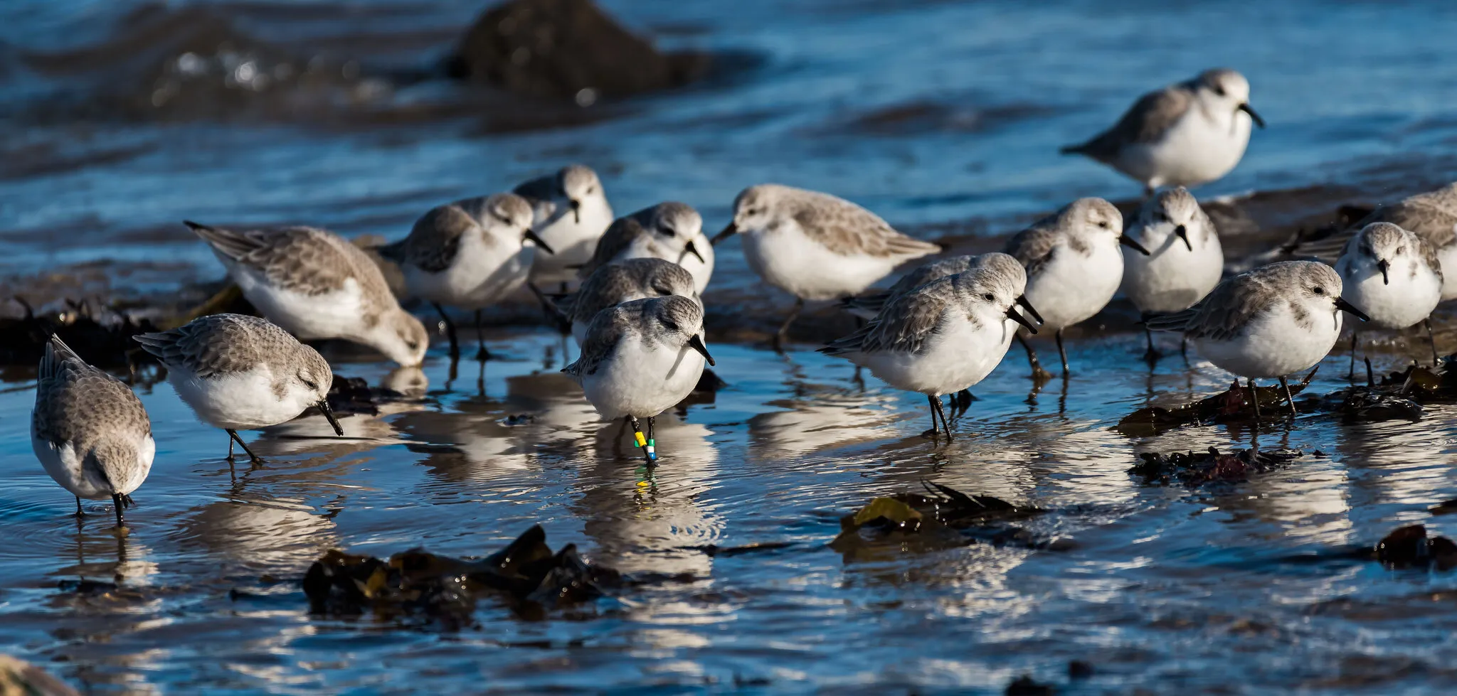 Sanderlings