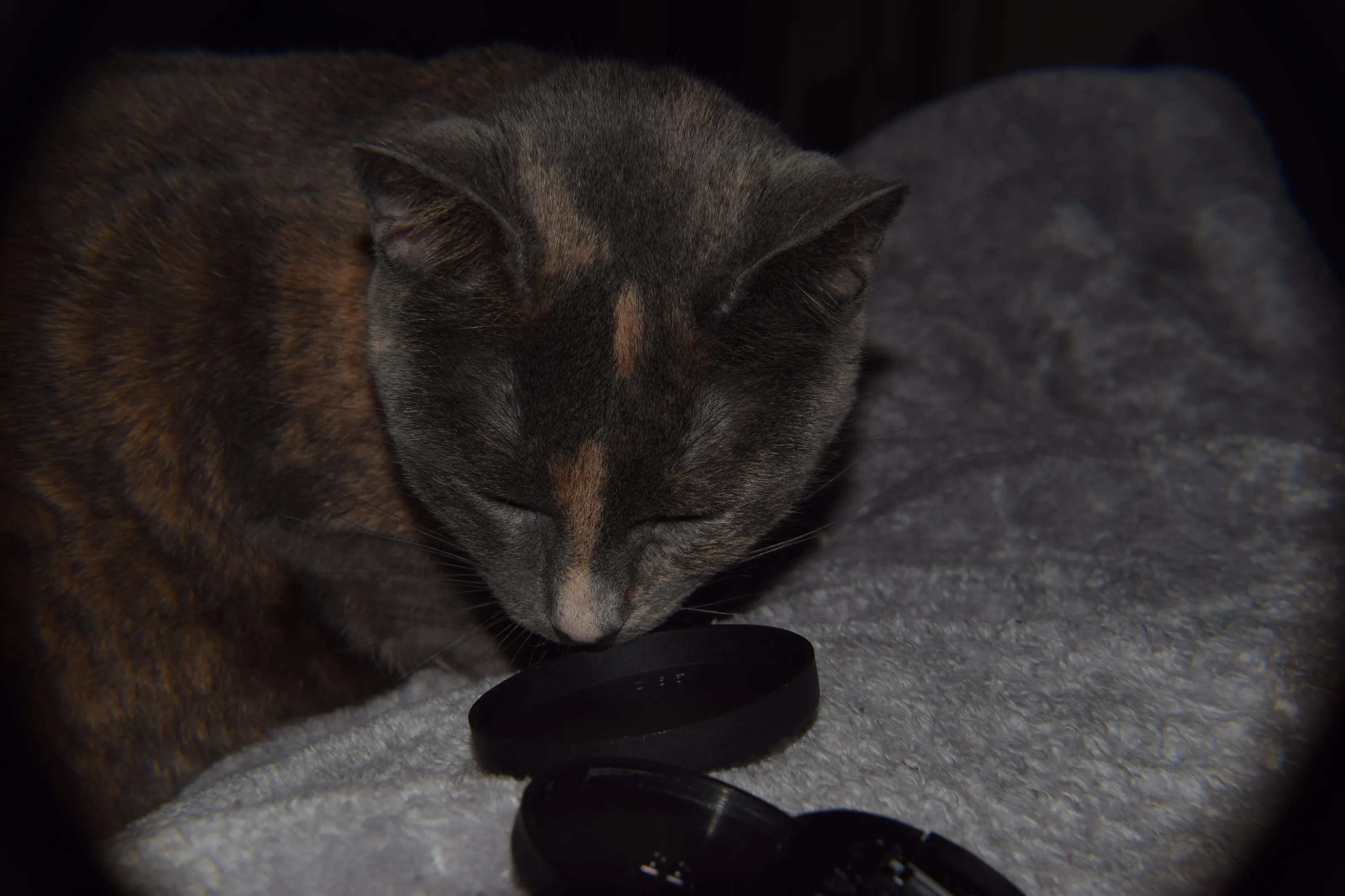 Puddle the cat