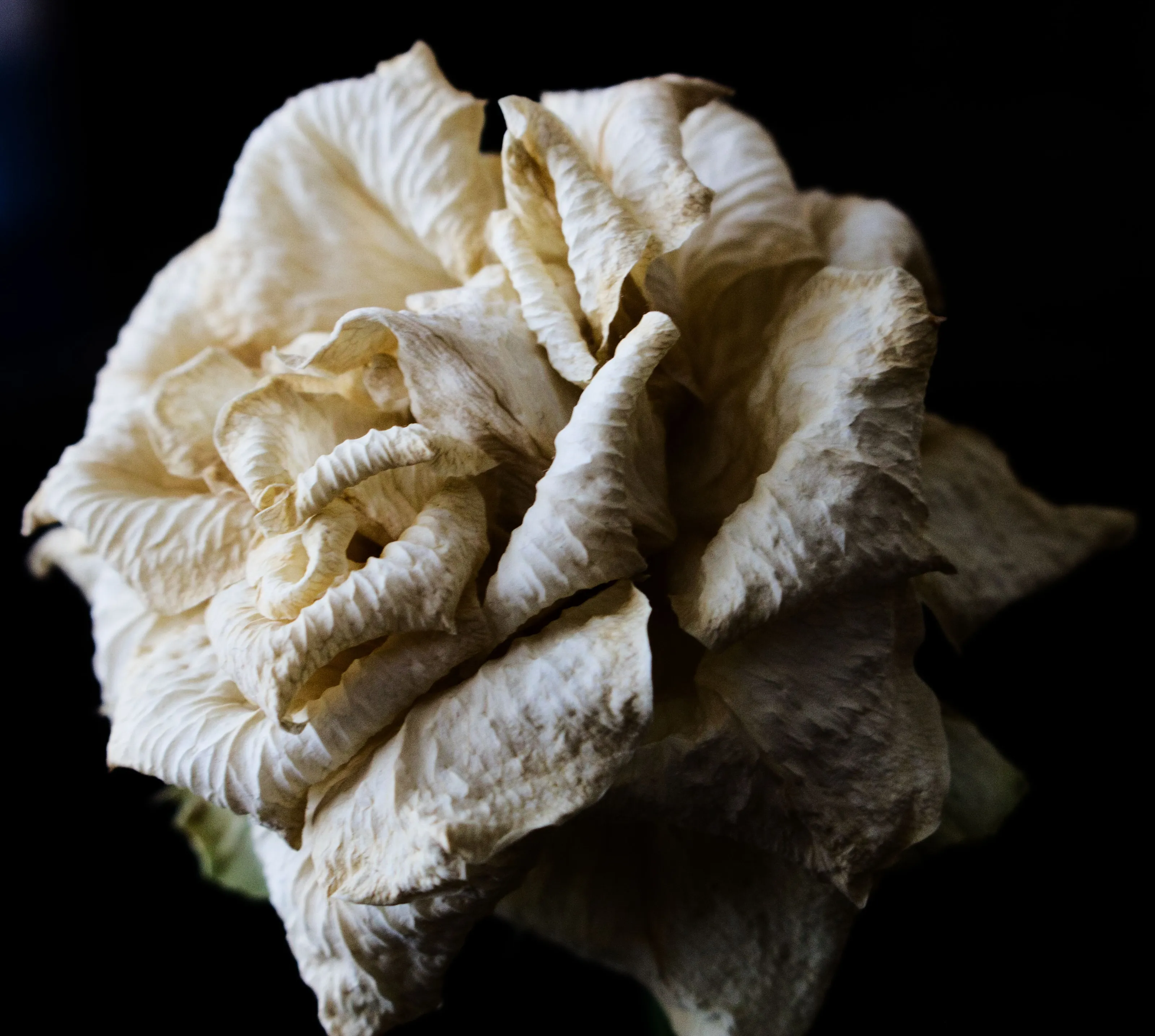 Aging rose
