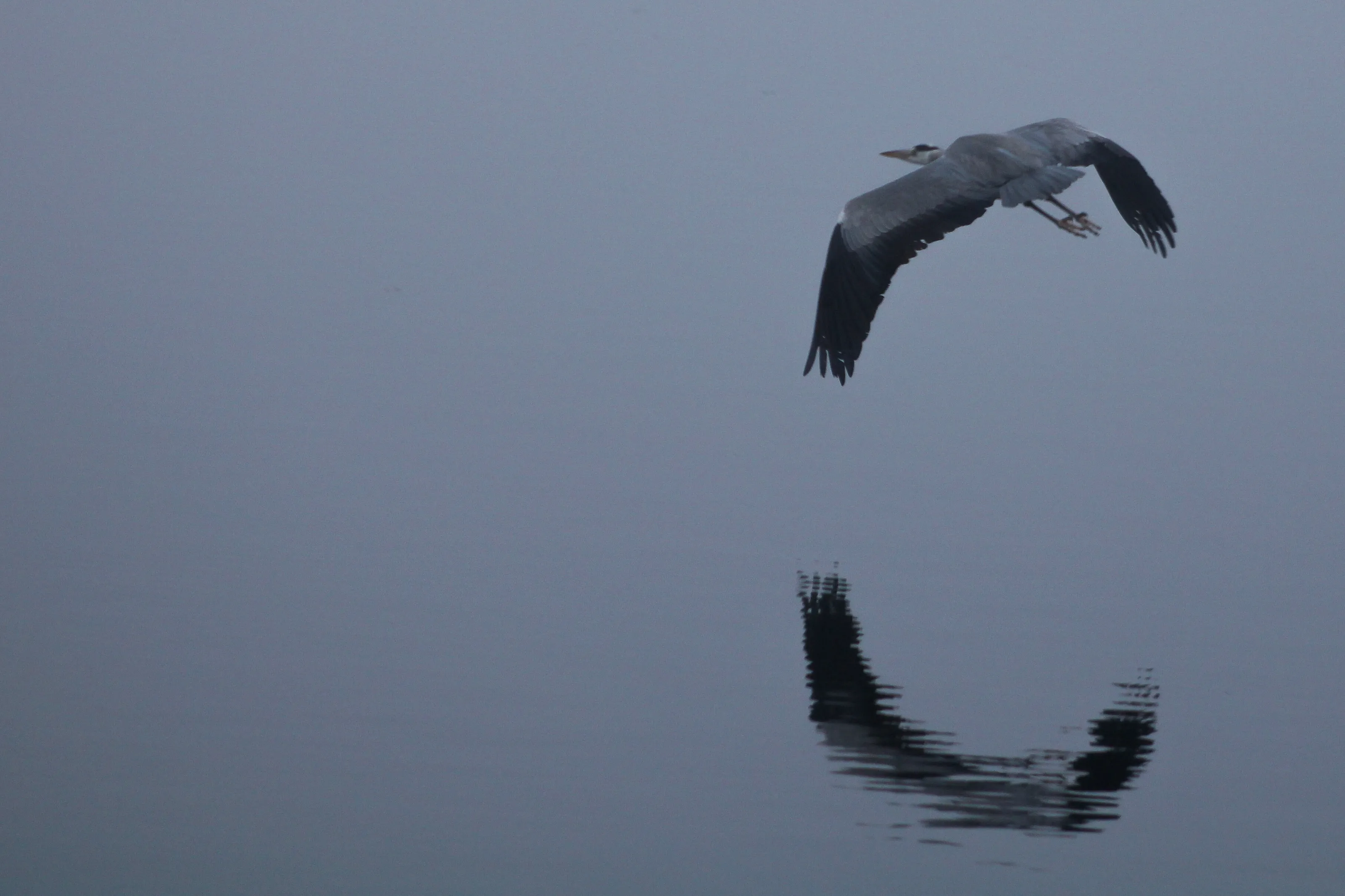 Heron over a foggy marina