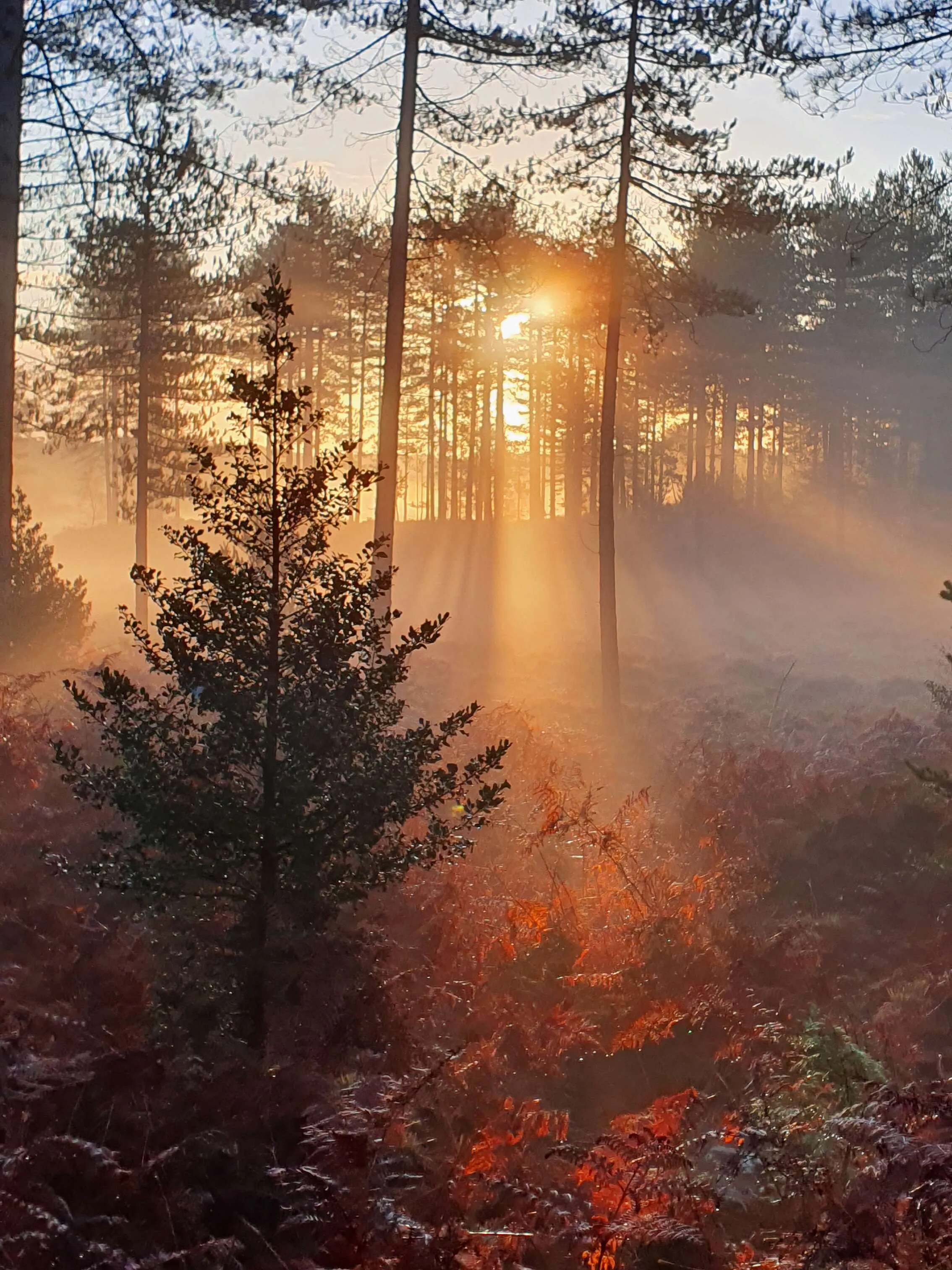 Autumn in Dorset