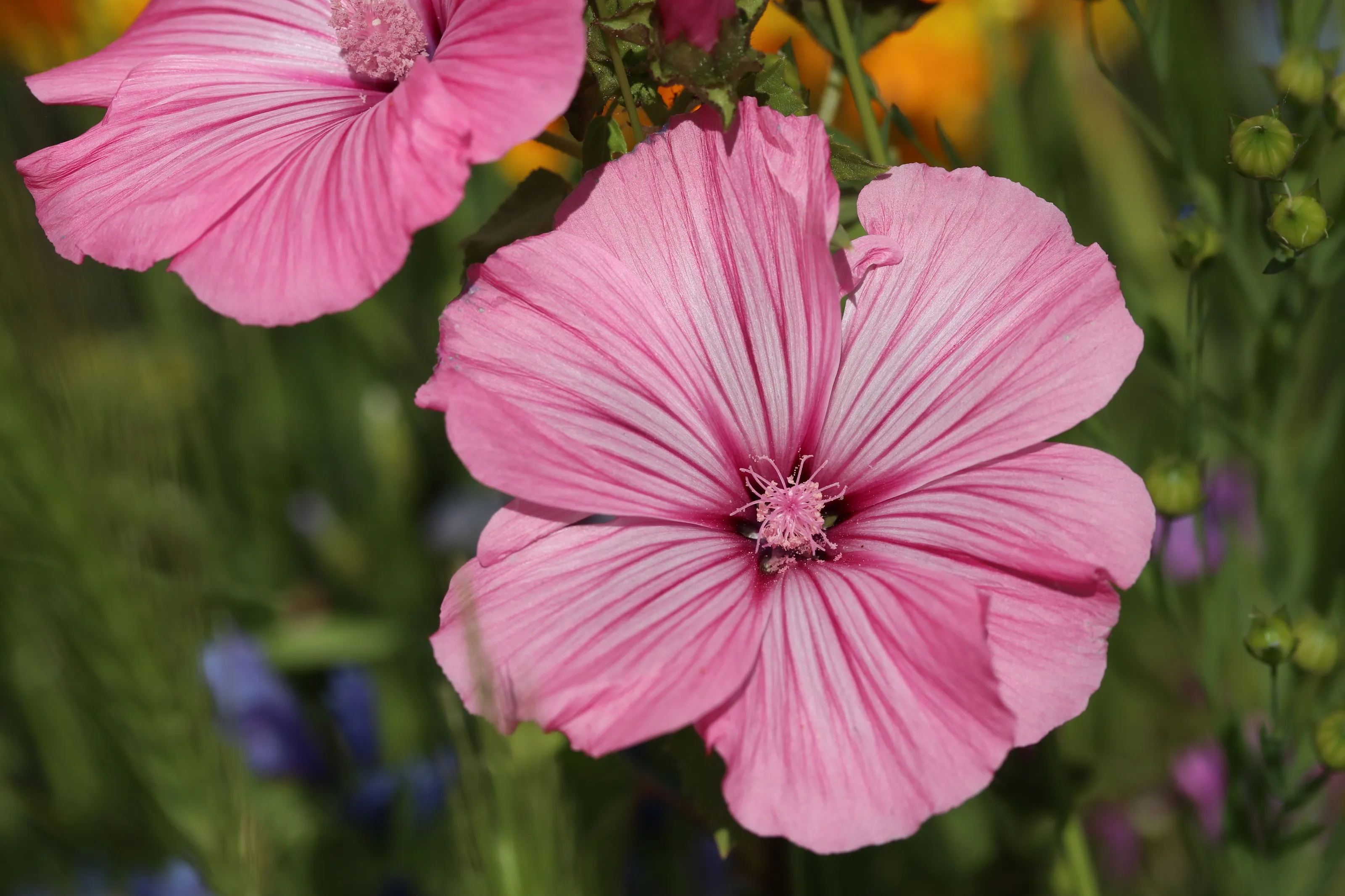 Malva