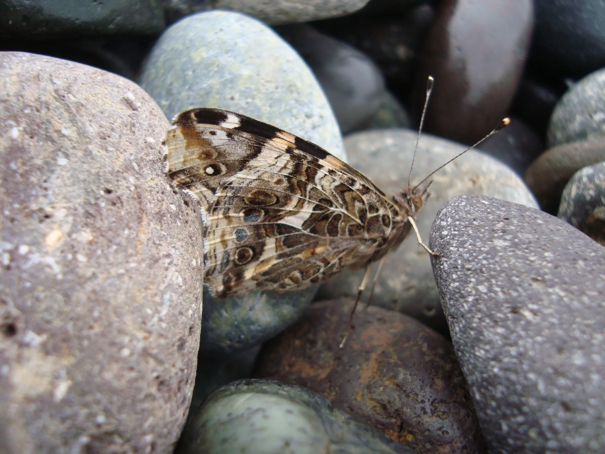Butterfly on a rock