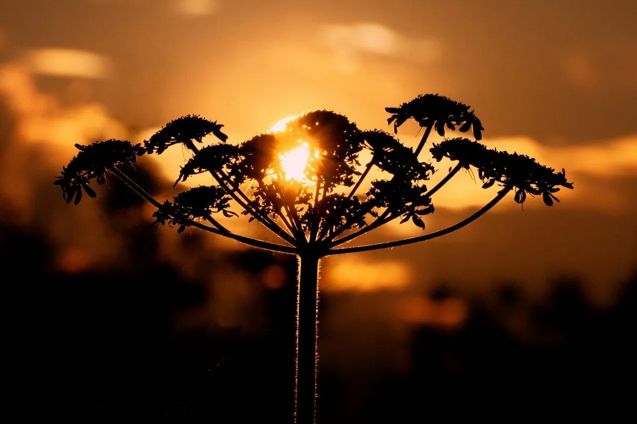Cow parsley Suinset