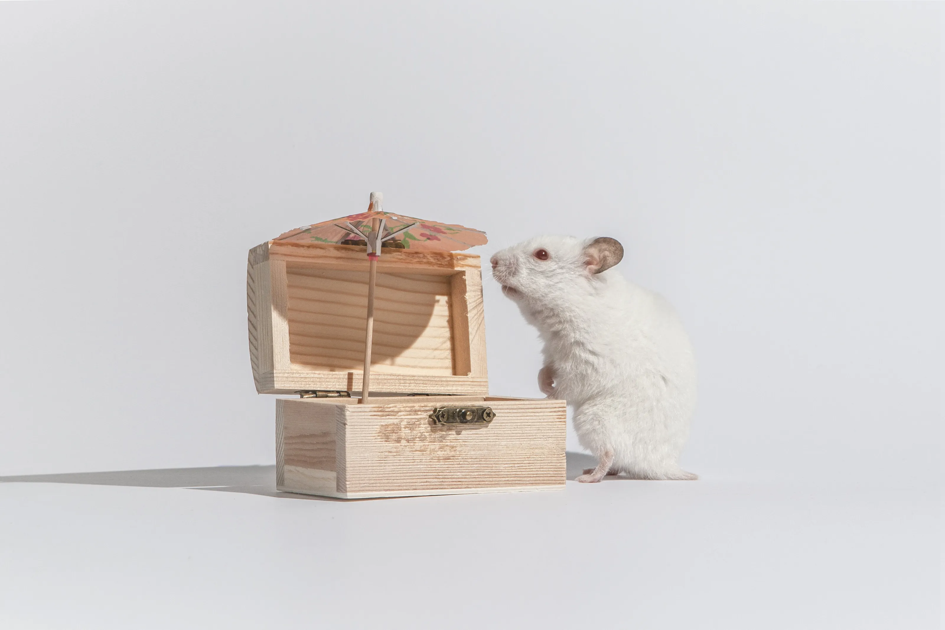 The Tiny Treasure Hunter