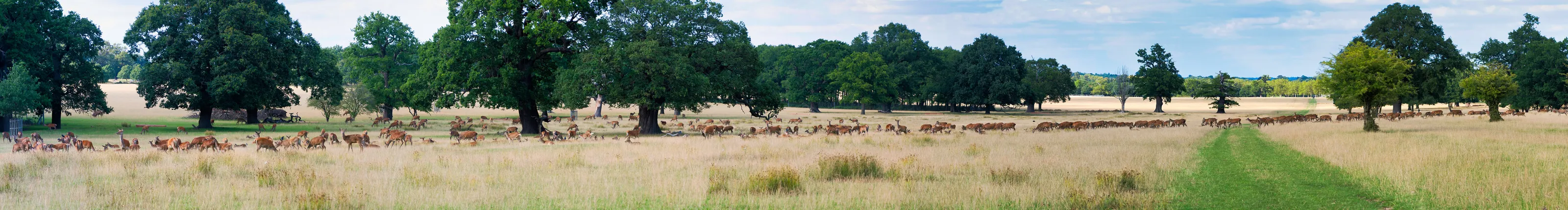 Red Deer herd in Windsor Great park