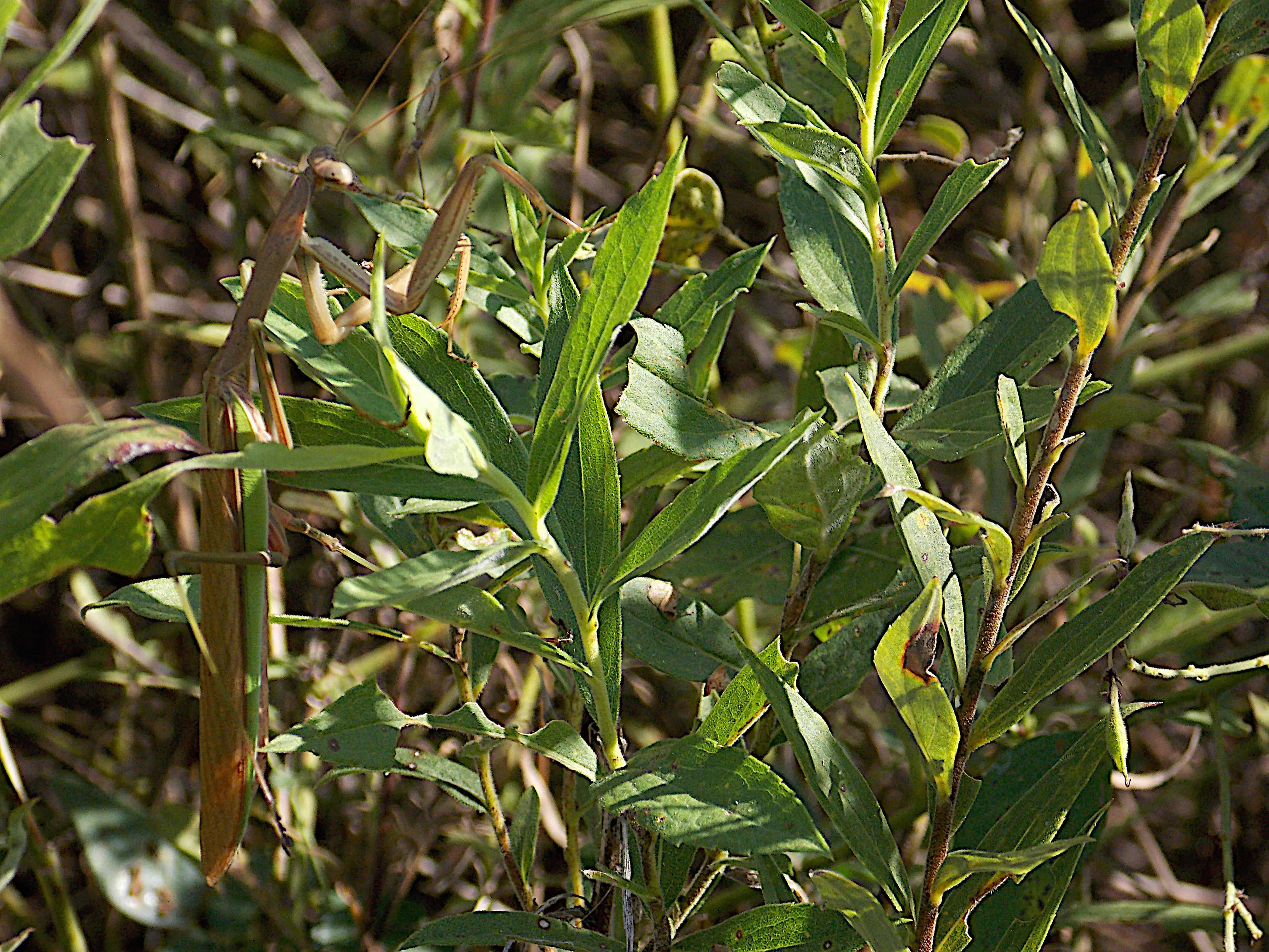 Stick Bug Camo