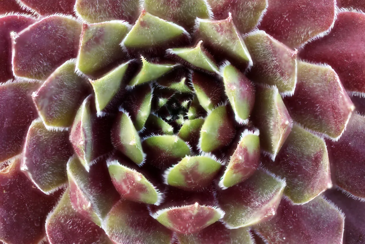 Entry 10752710