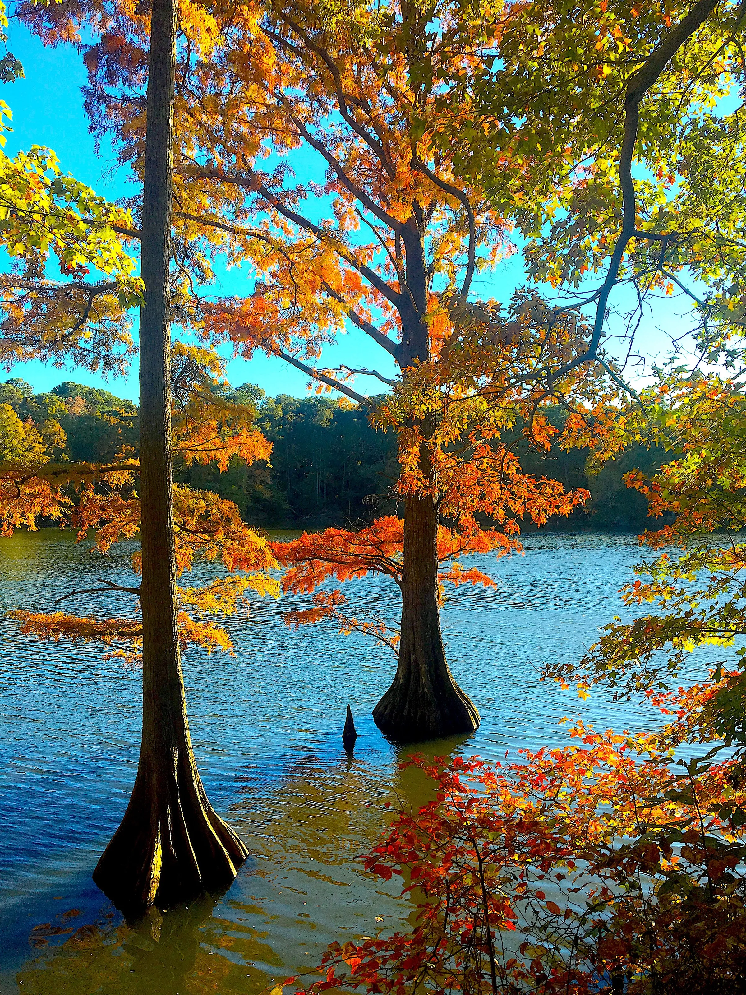 Autumn Trees Lake Lawson