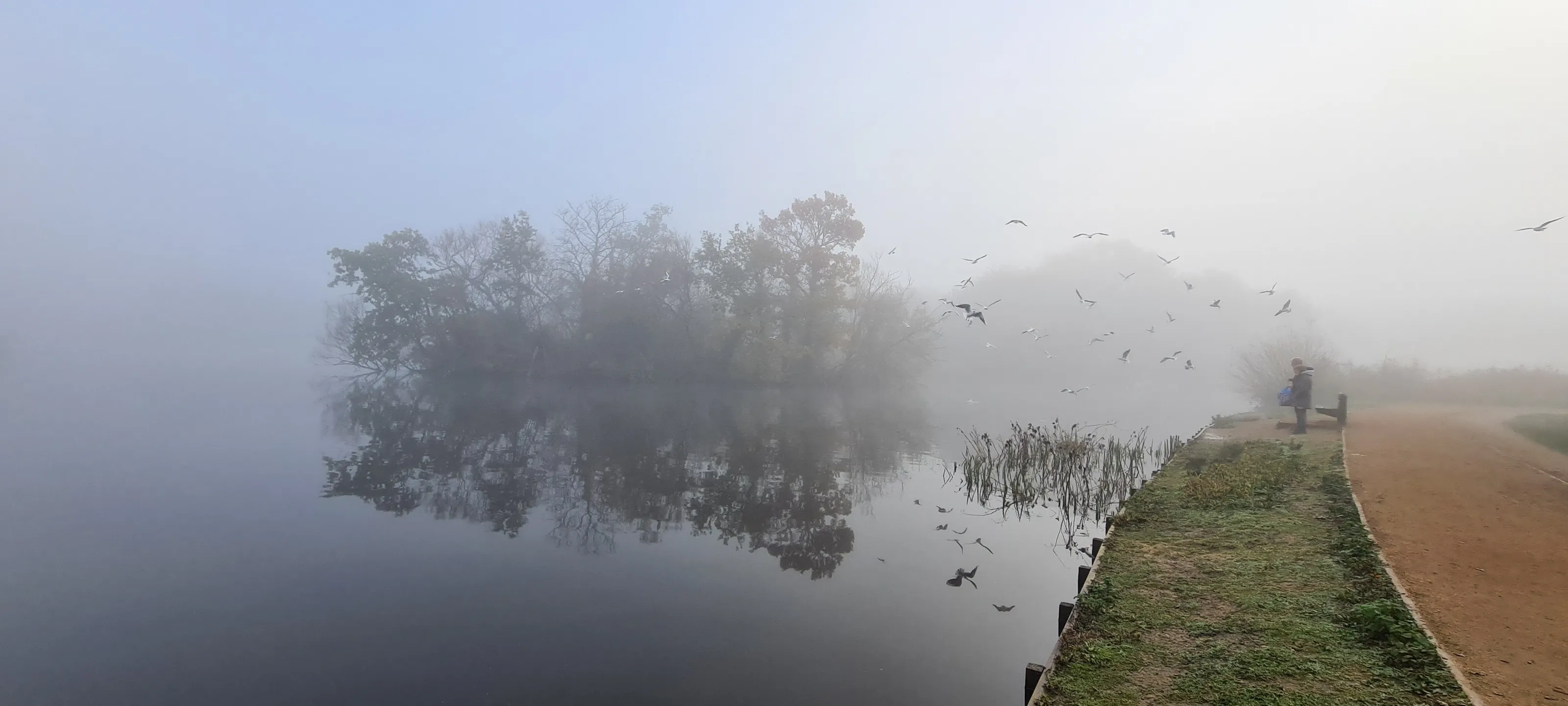 Pond on a foggy day