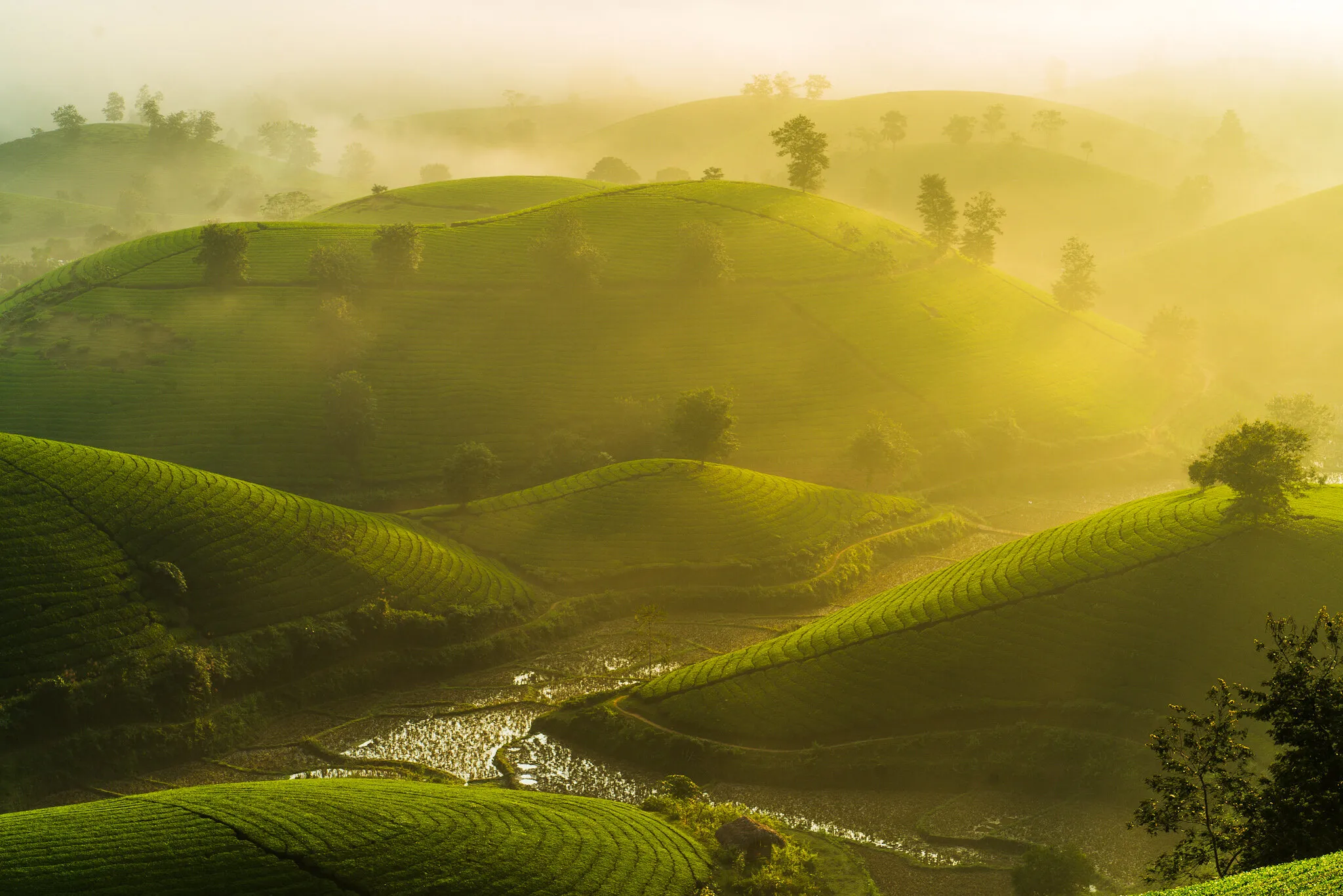 Painted by morning light