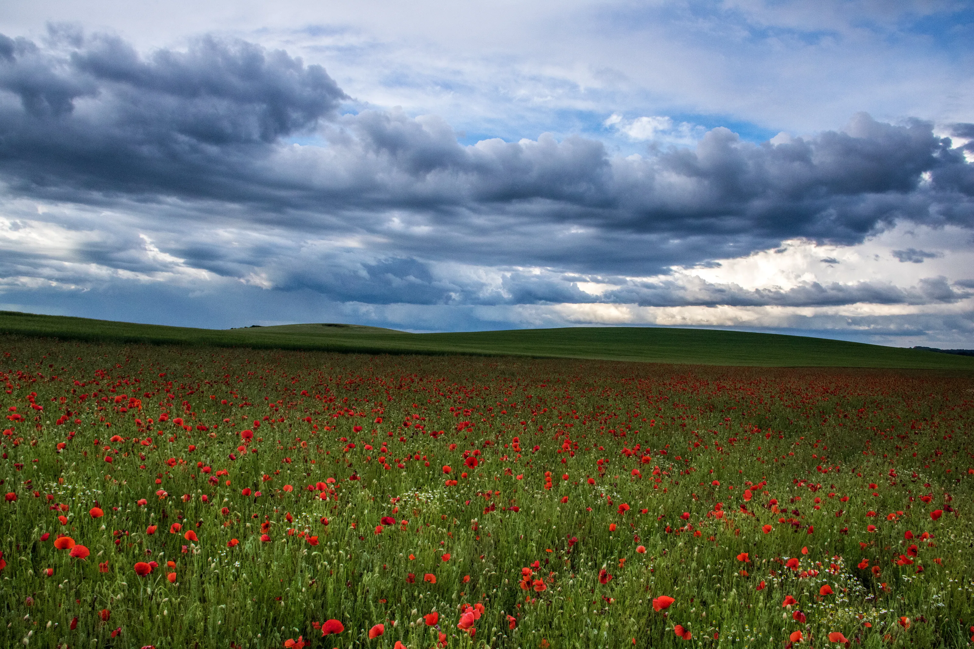 We will remember them