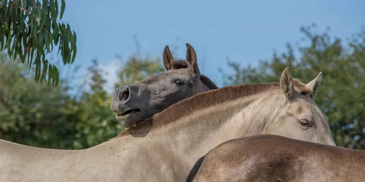 Entry 21008830