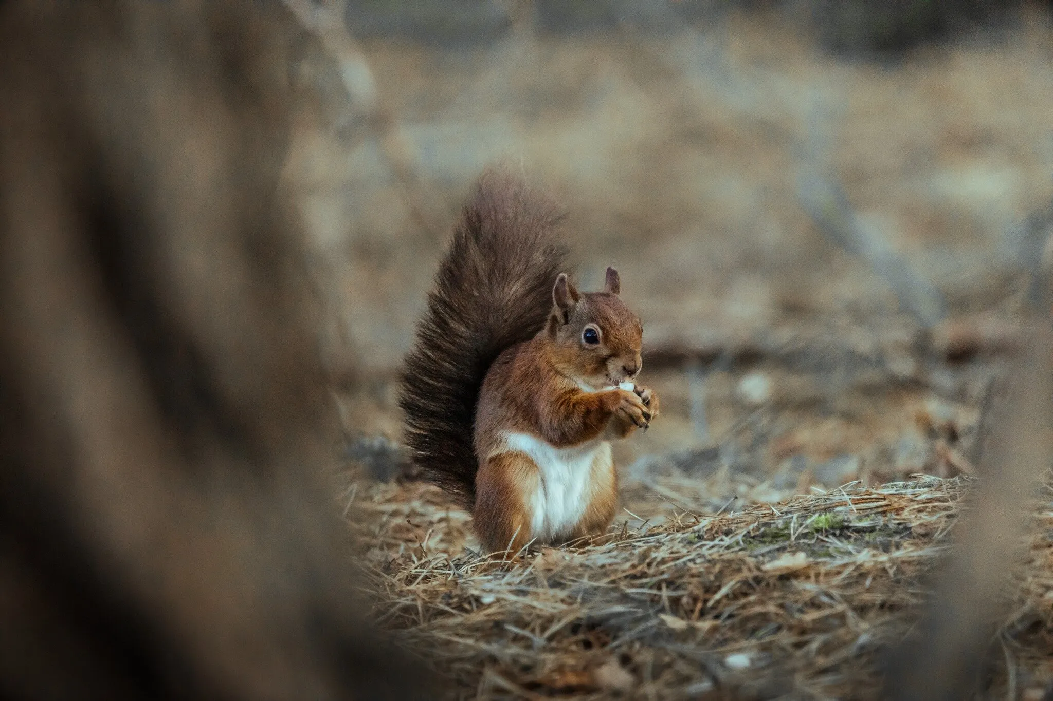 The Red Squirrel