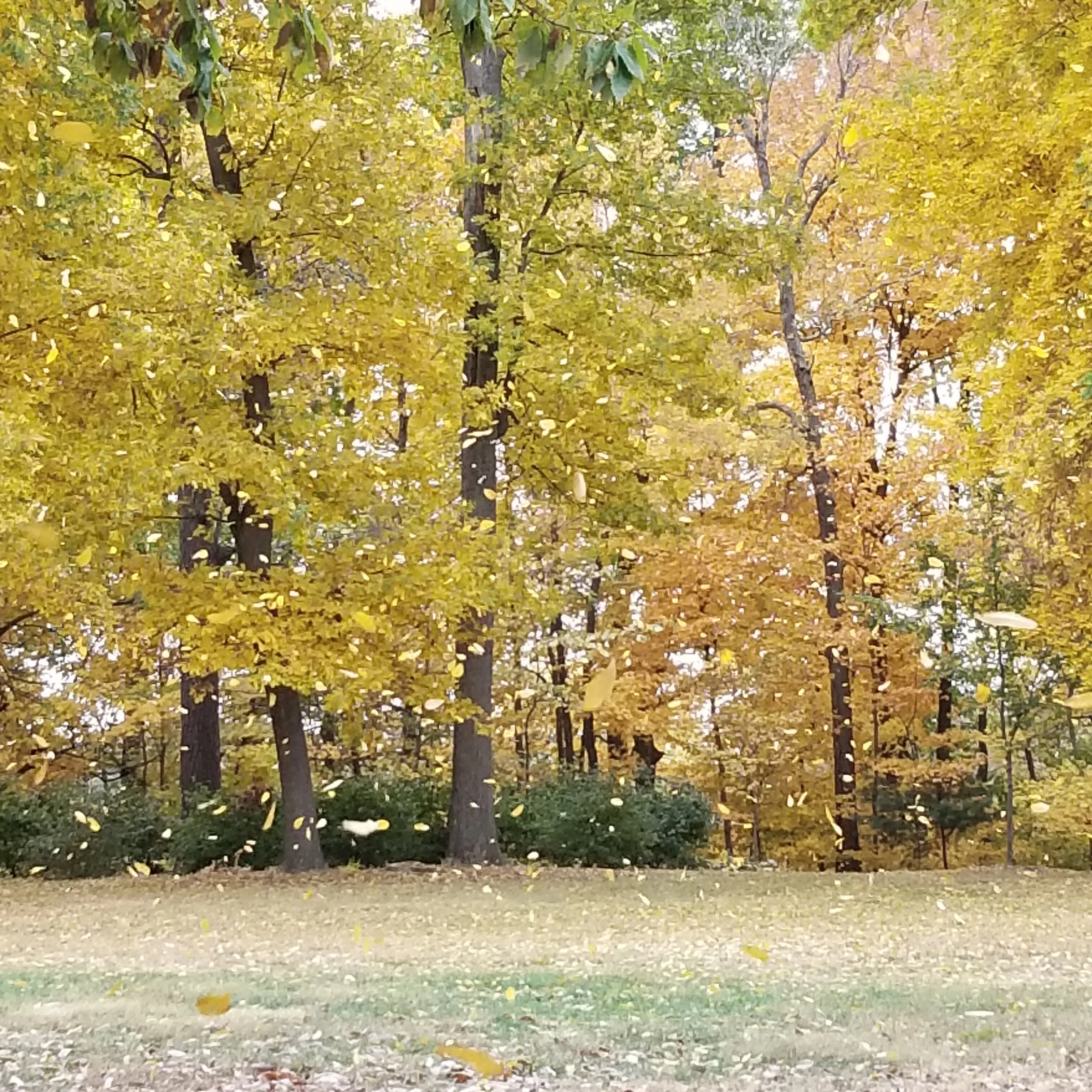 Picnic in the Park