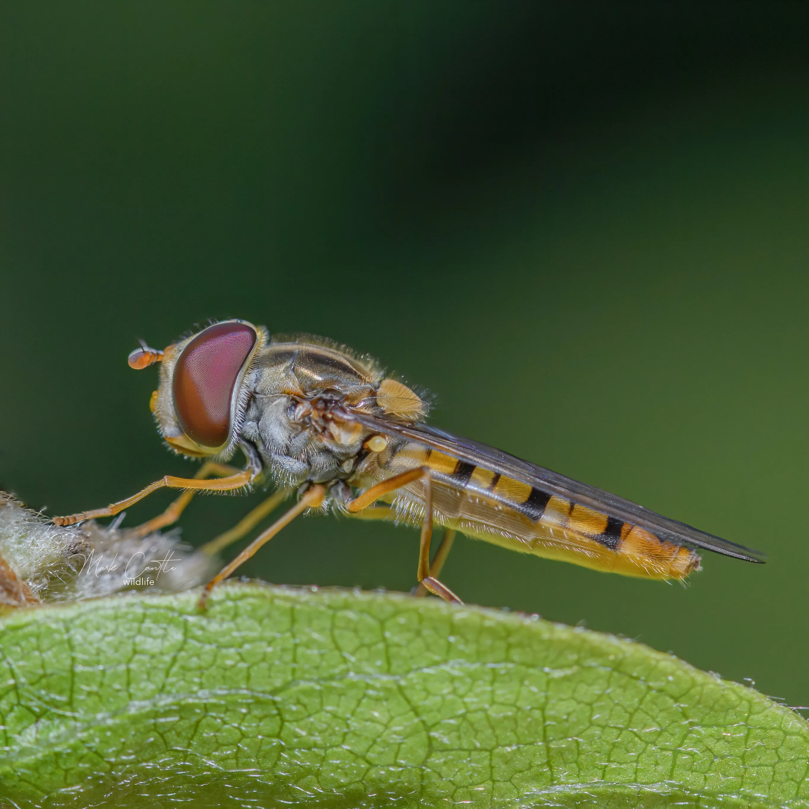 Marmalade hoverfly