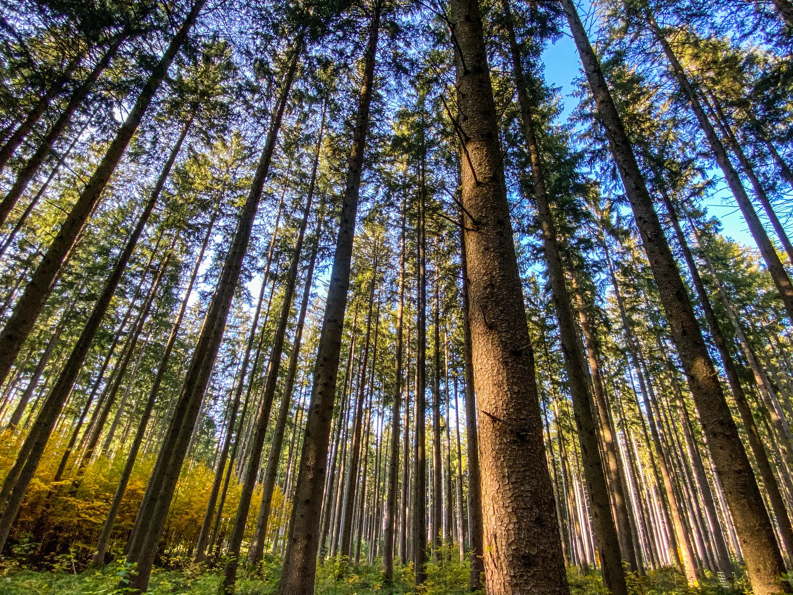 Trees