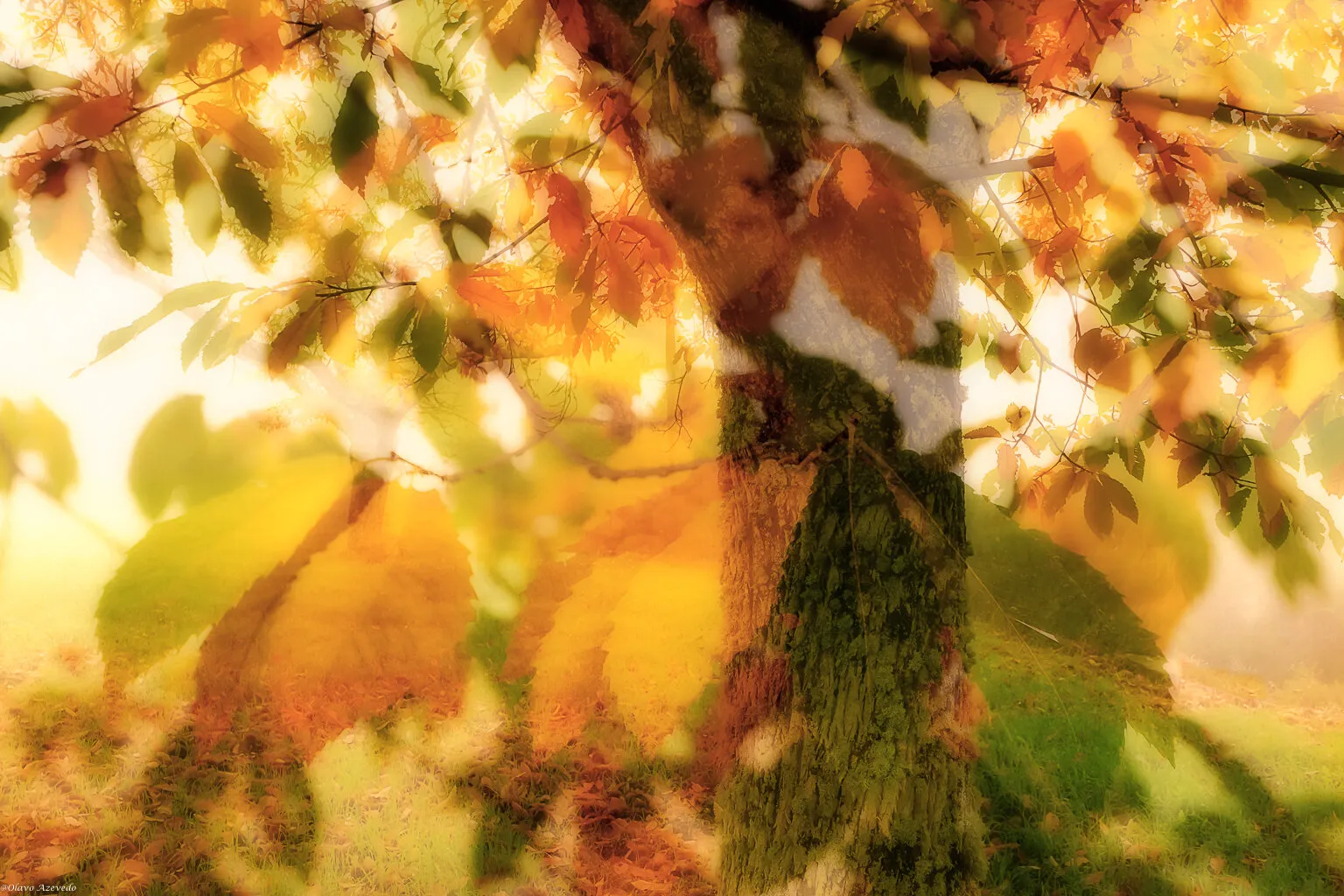 Autumn