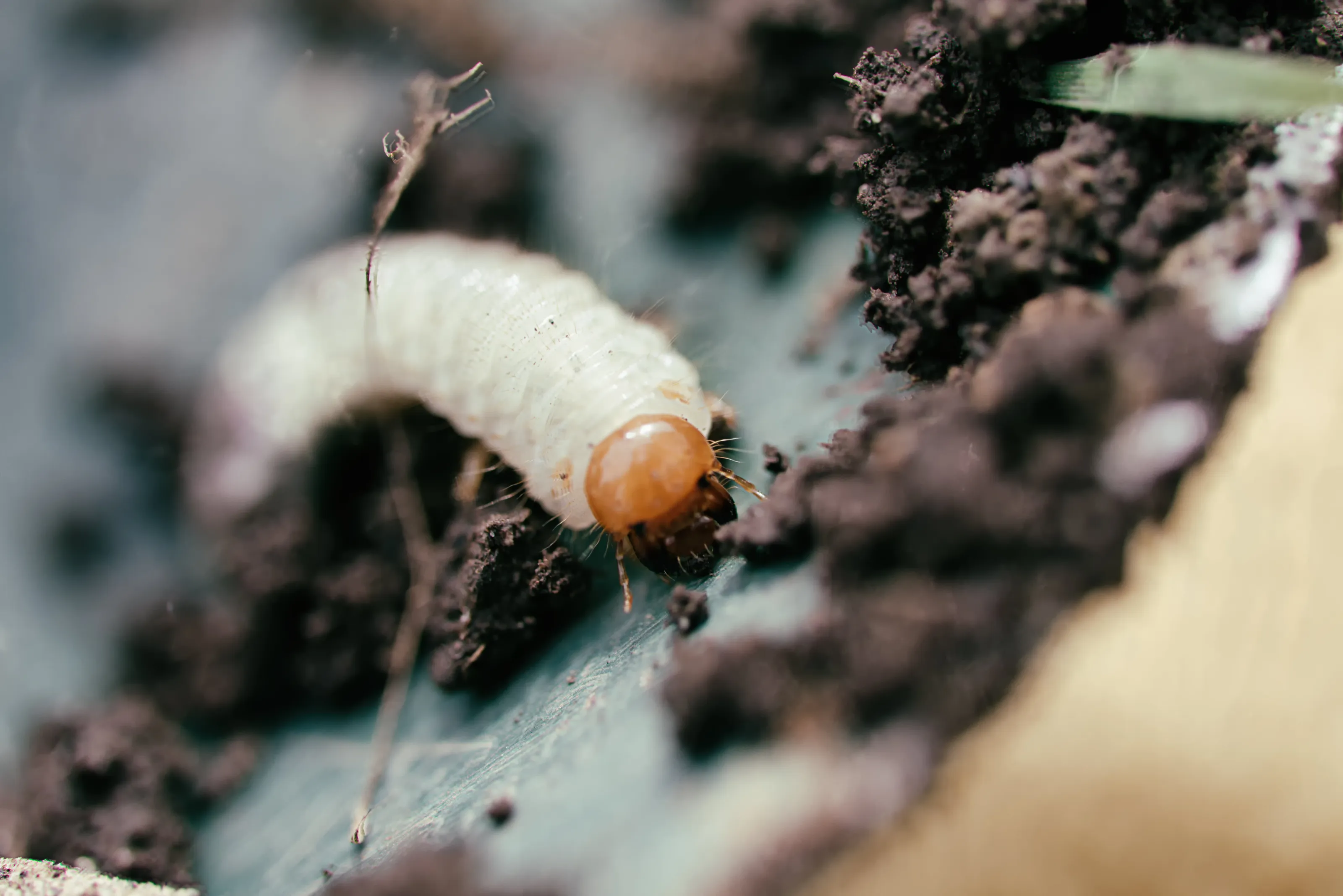 Grub