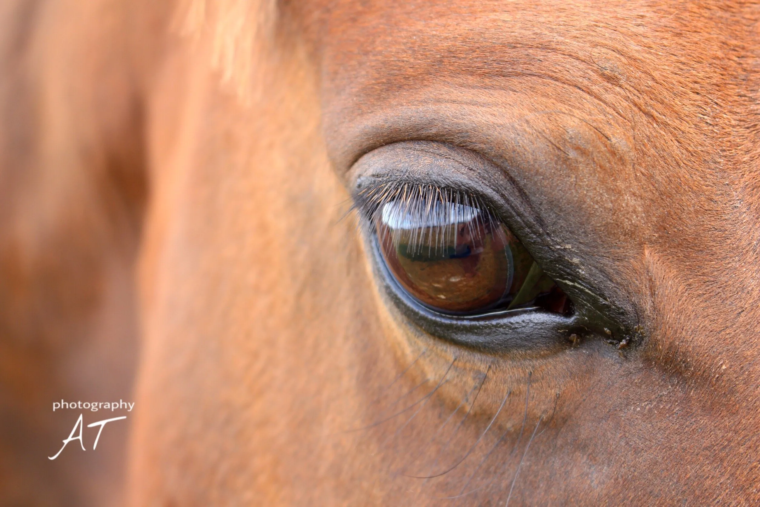 Horse Eye Detail
