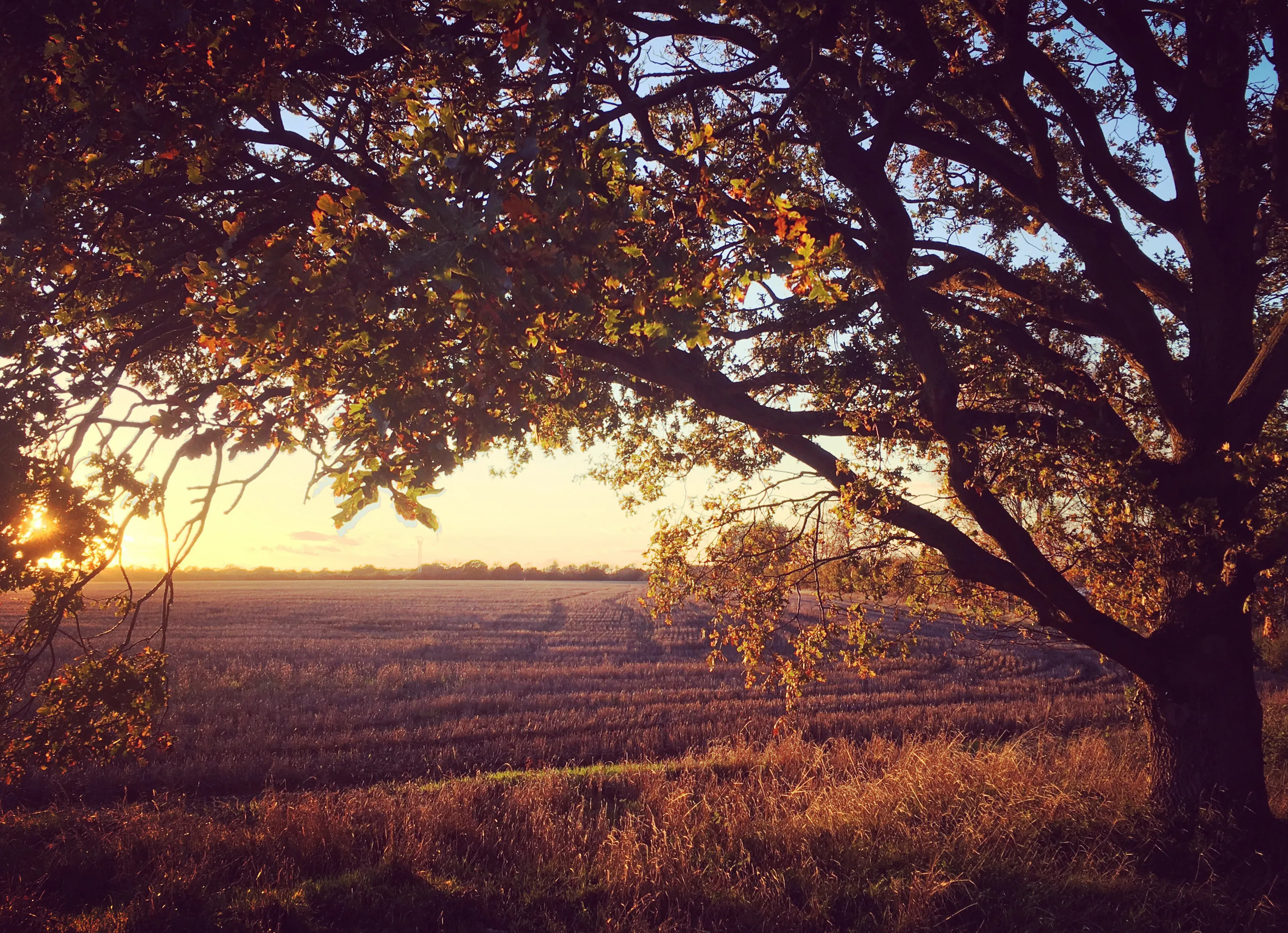 Fields of gold