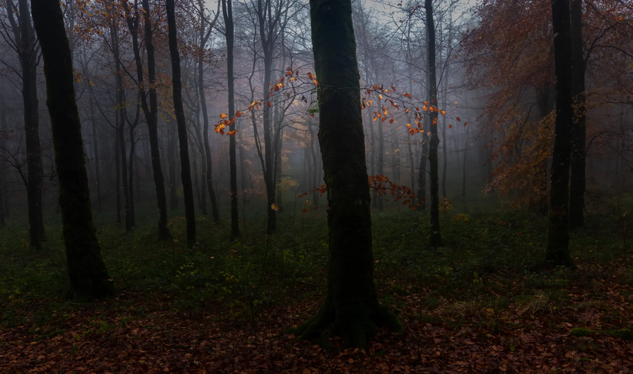 Entry 7961356