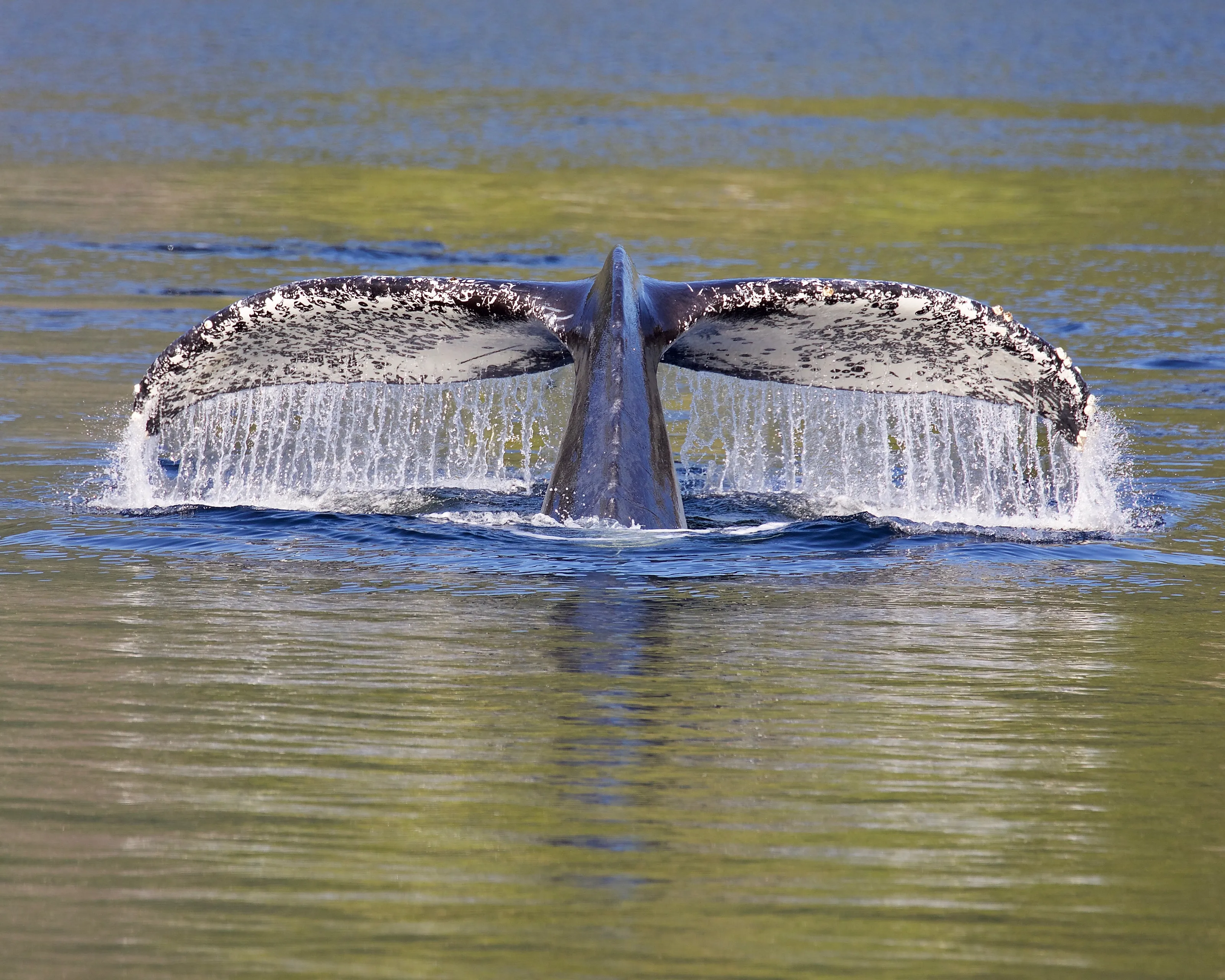 Fluking Humpback
