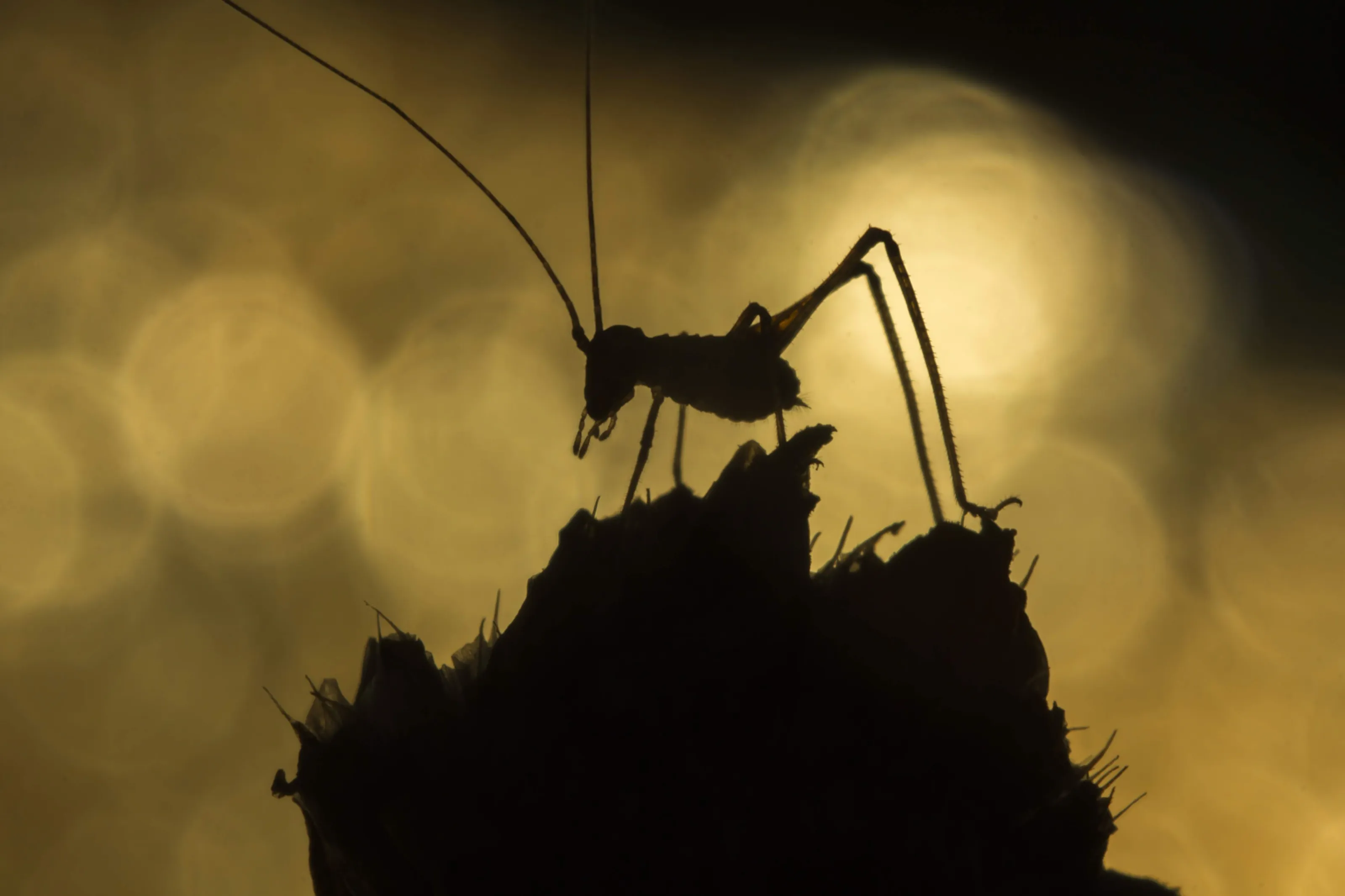 Tettigoniidae