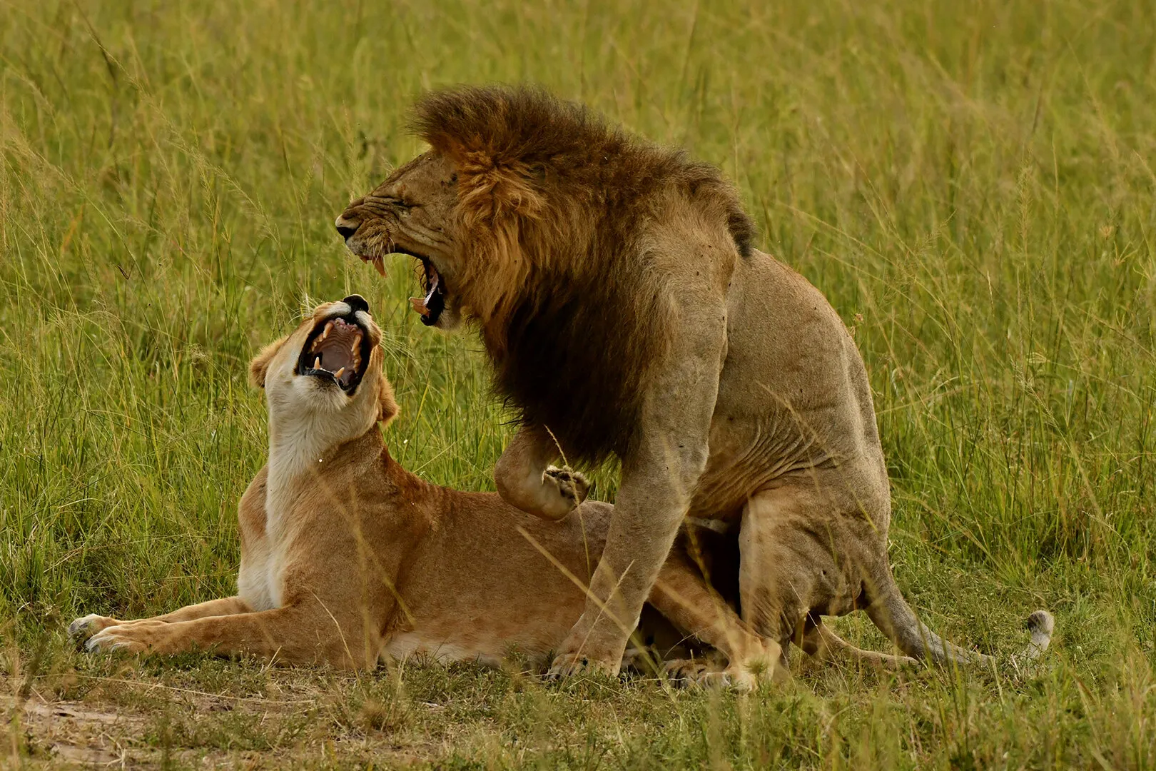 LION MATING