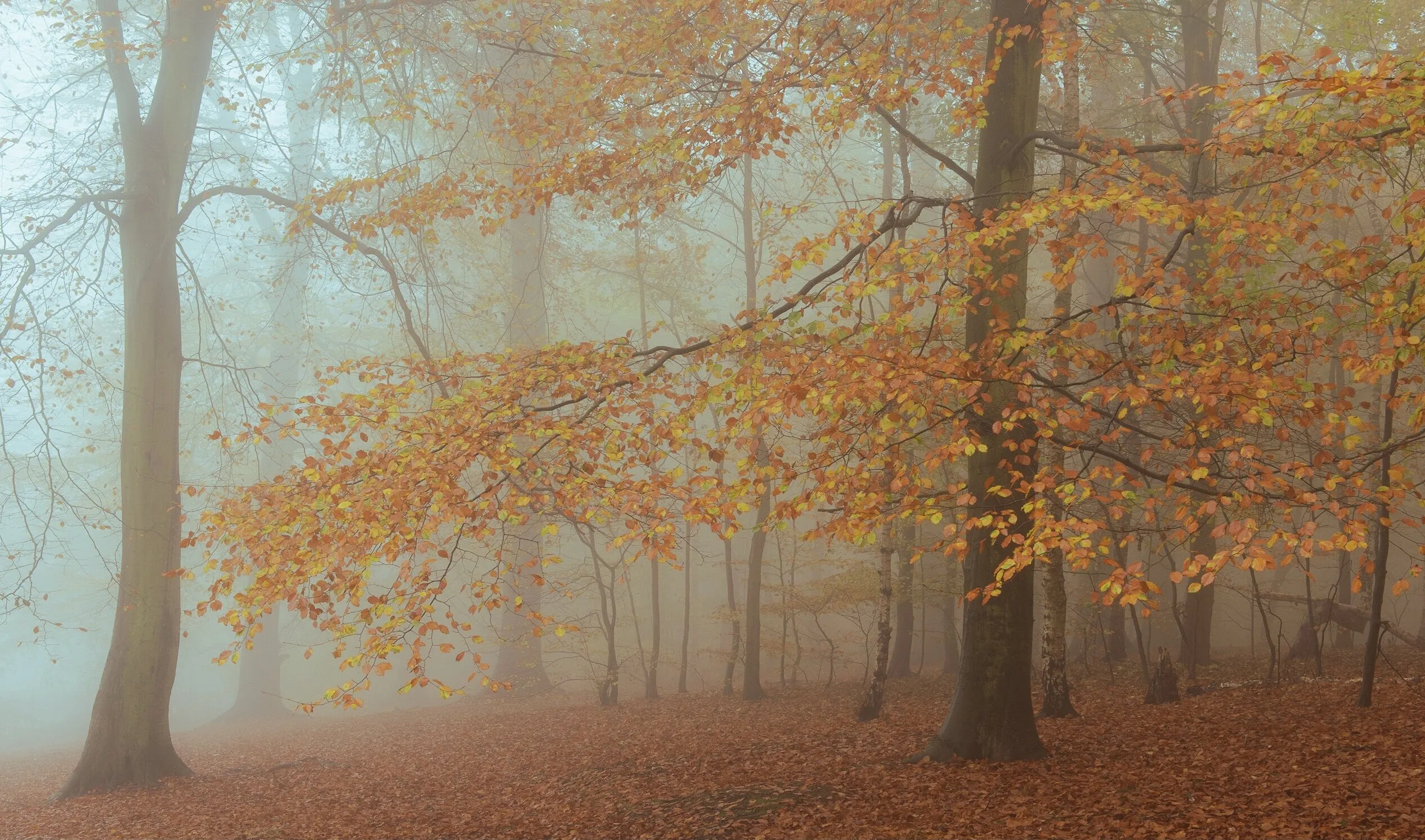 Misty woodland