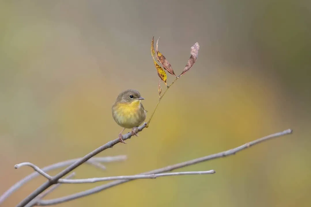 Common Yellowthroat in Fall