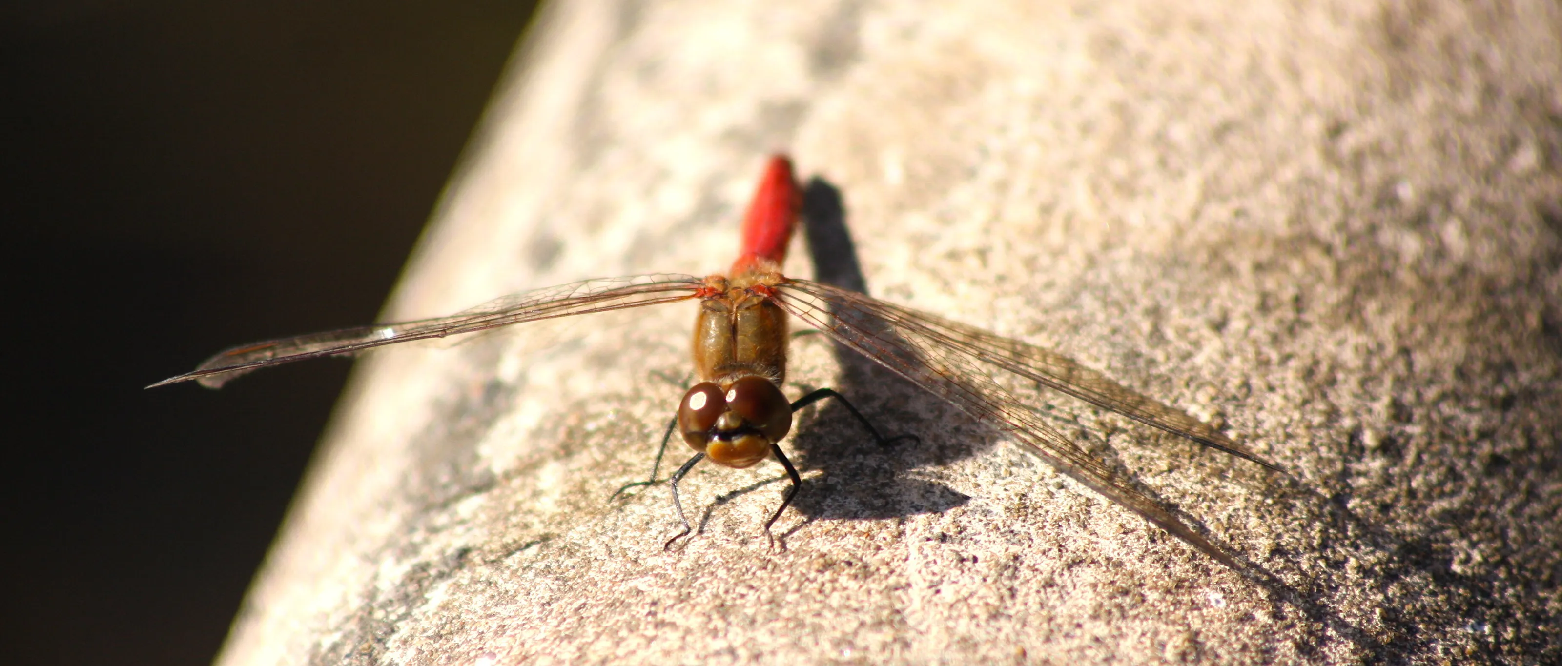 Red Baron