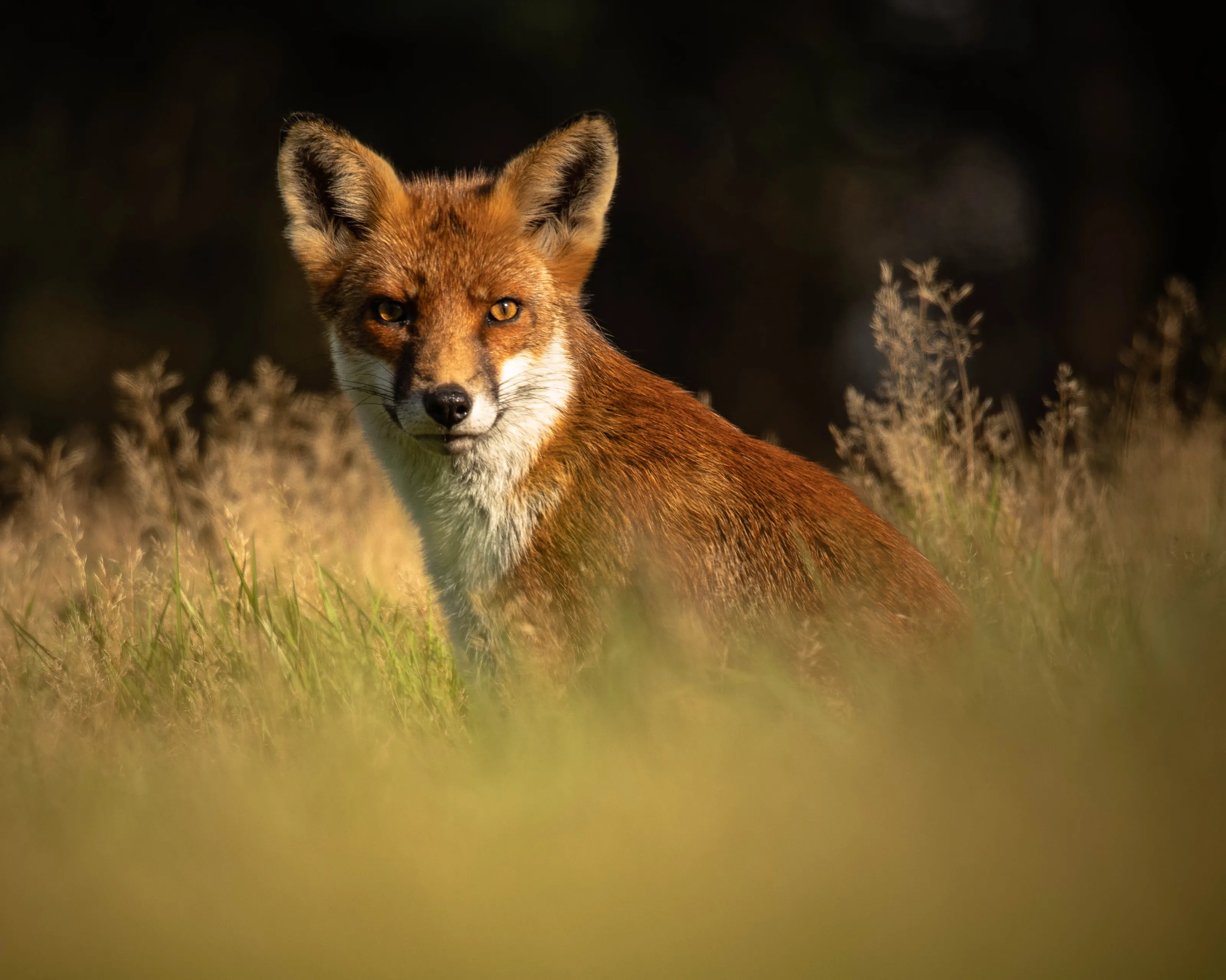 Fox enjoying late afternoon sunshine