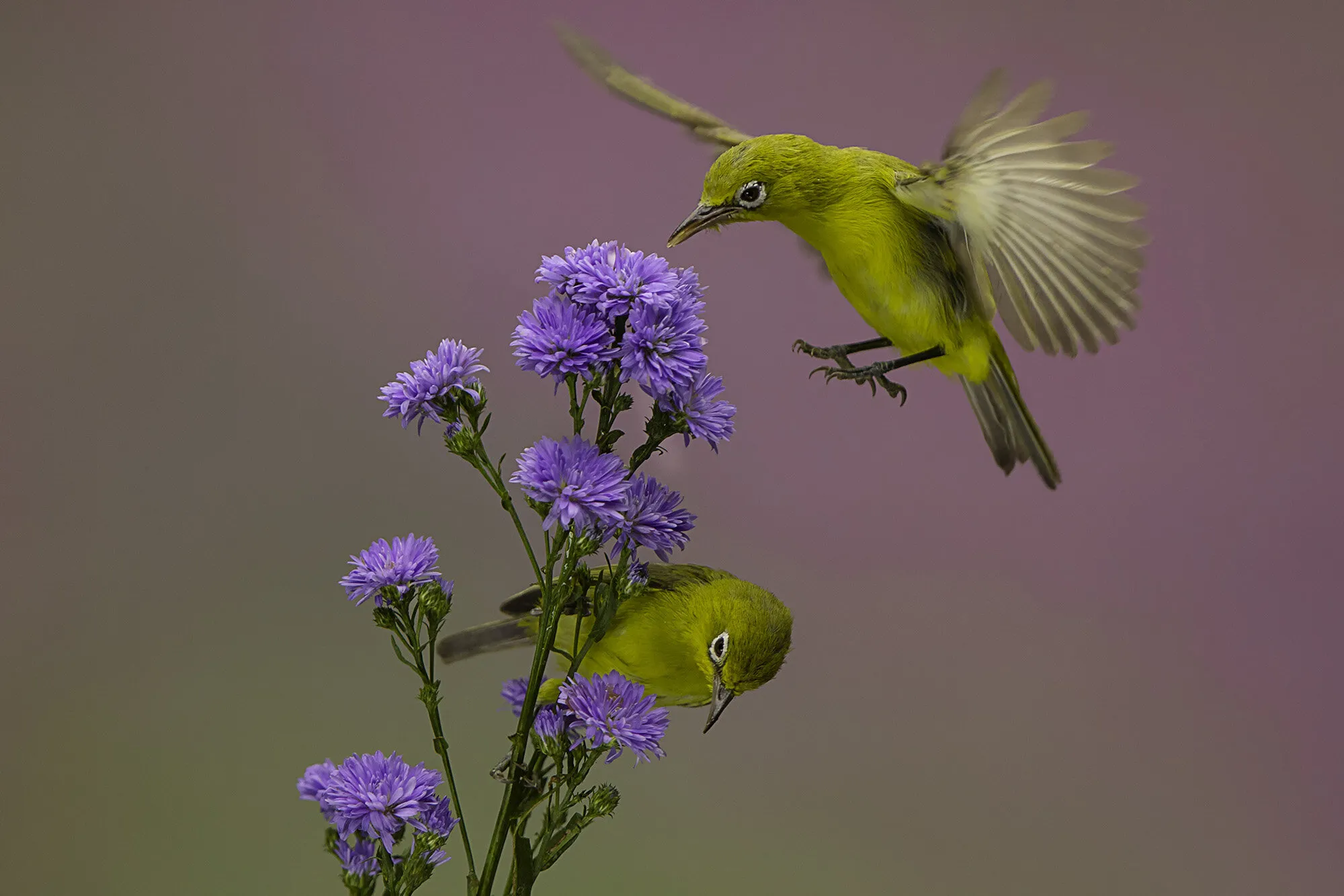 Flying