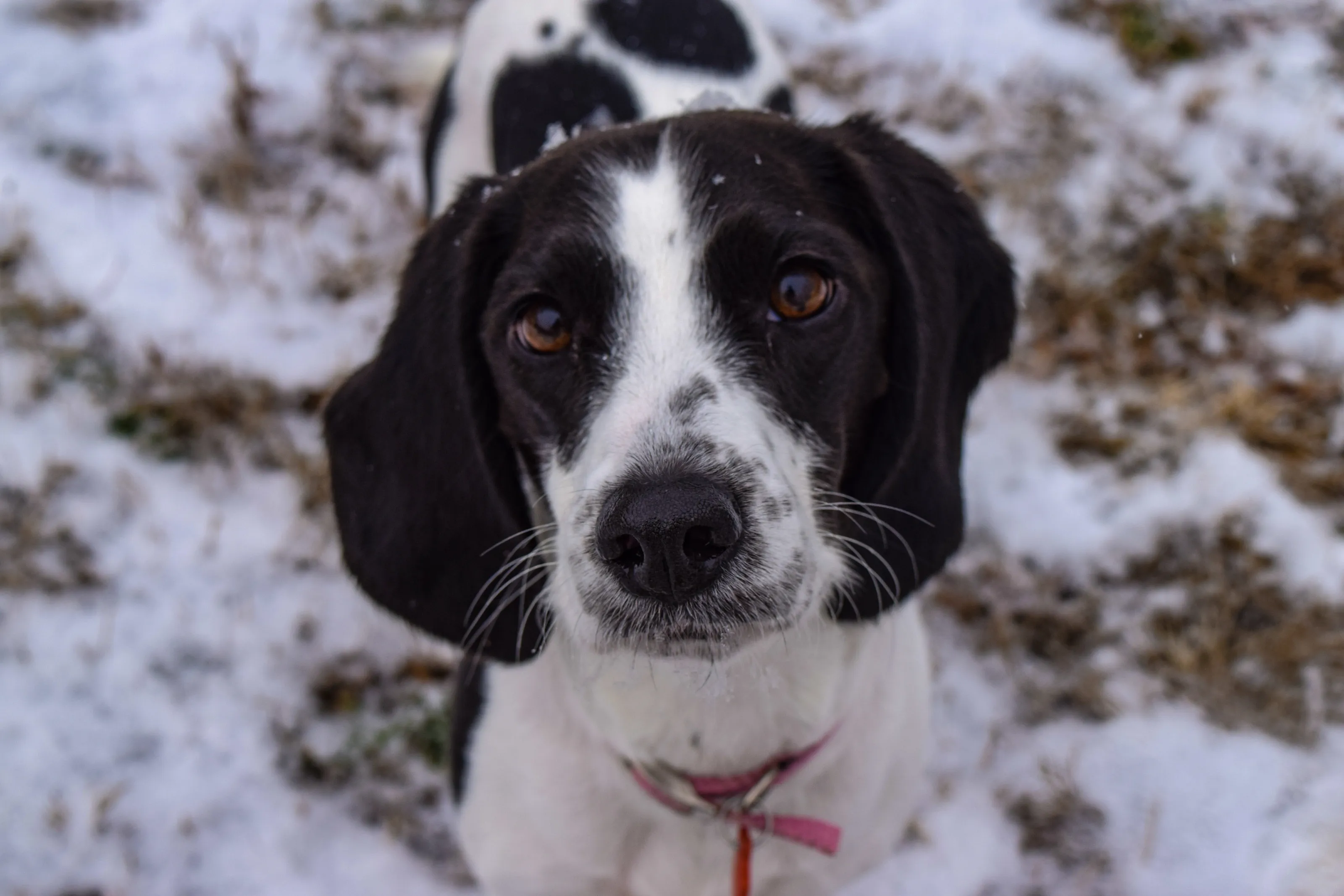 Snowy Dog