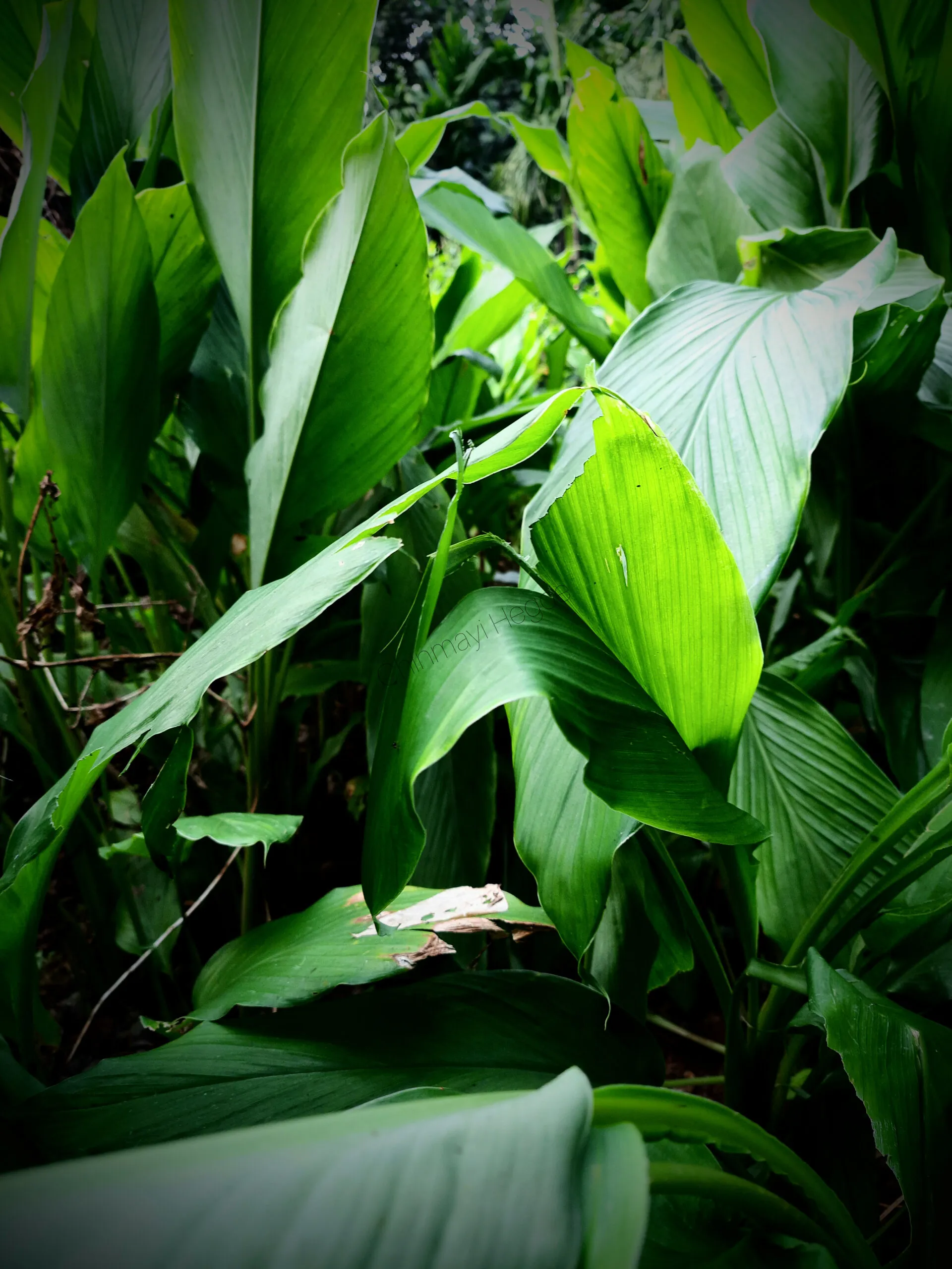 Leaves of nature