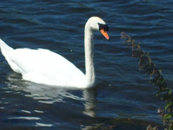 Swan