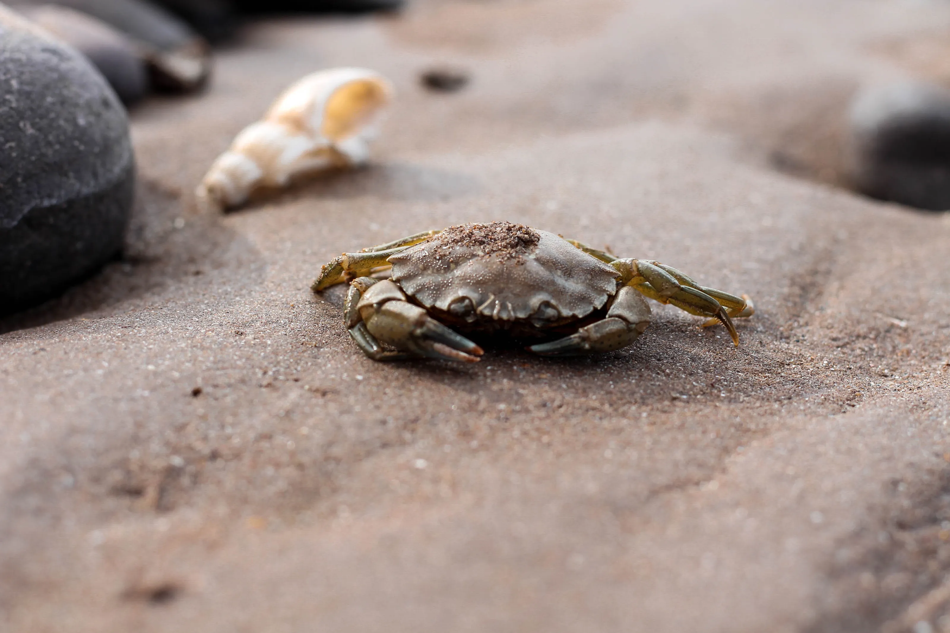 Crab by a shell