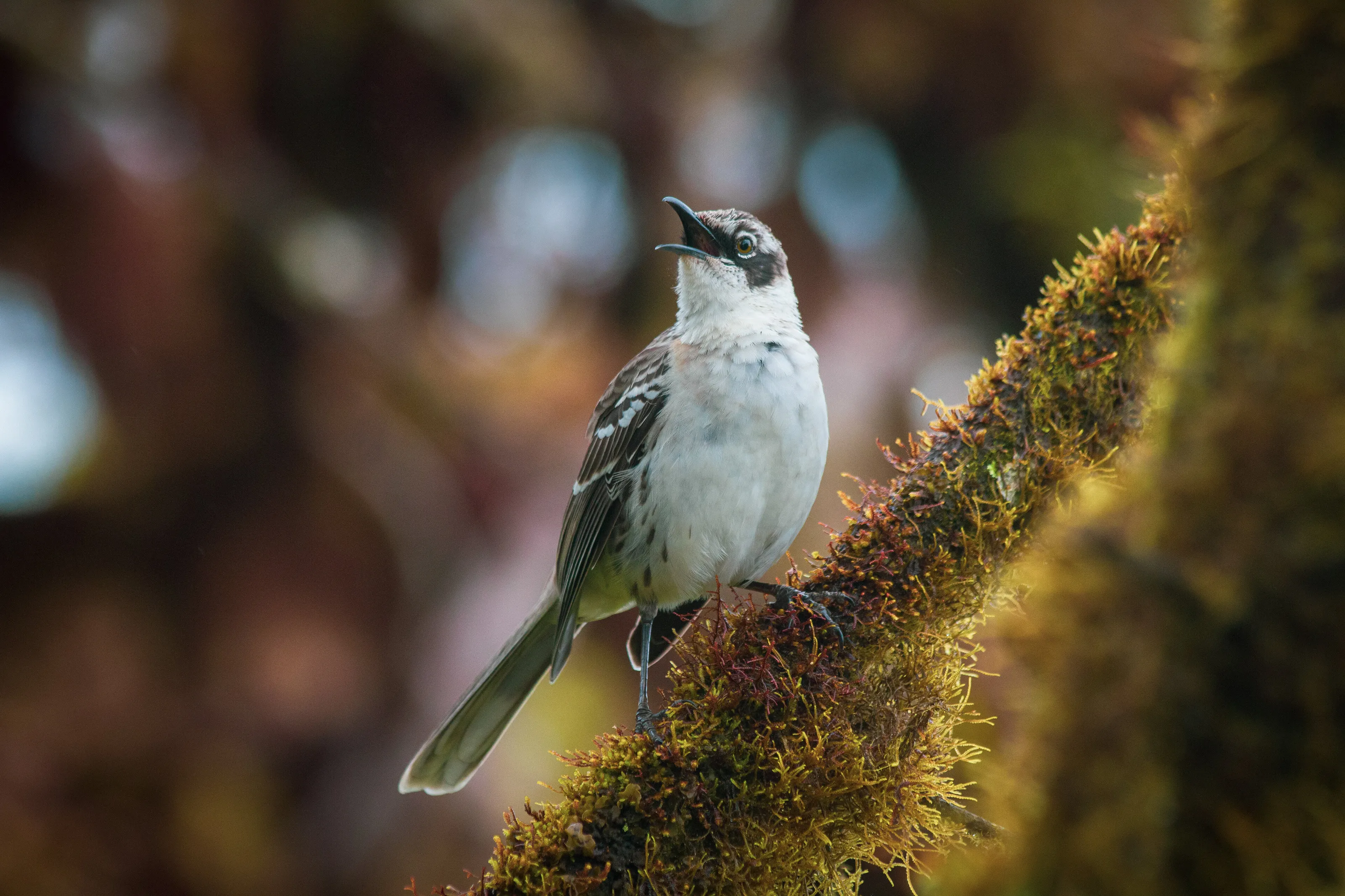 Galapagos Mocking Bird