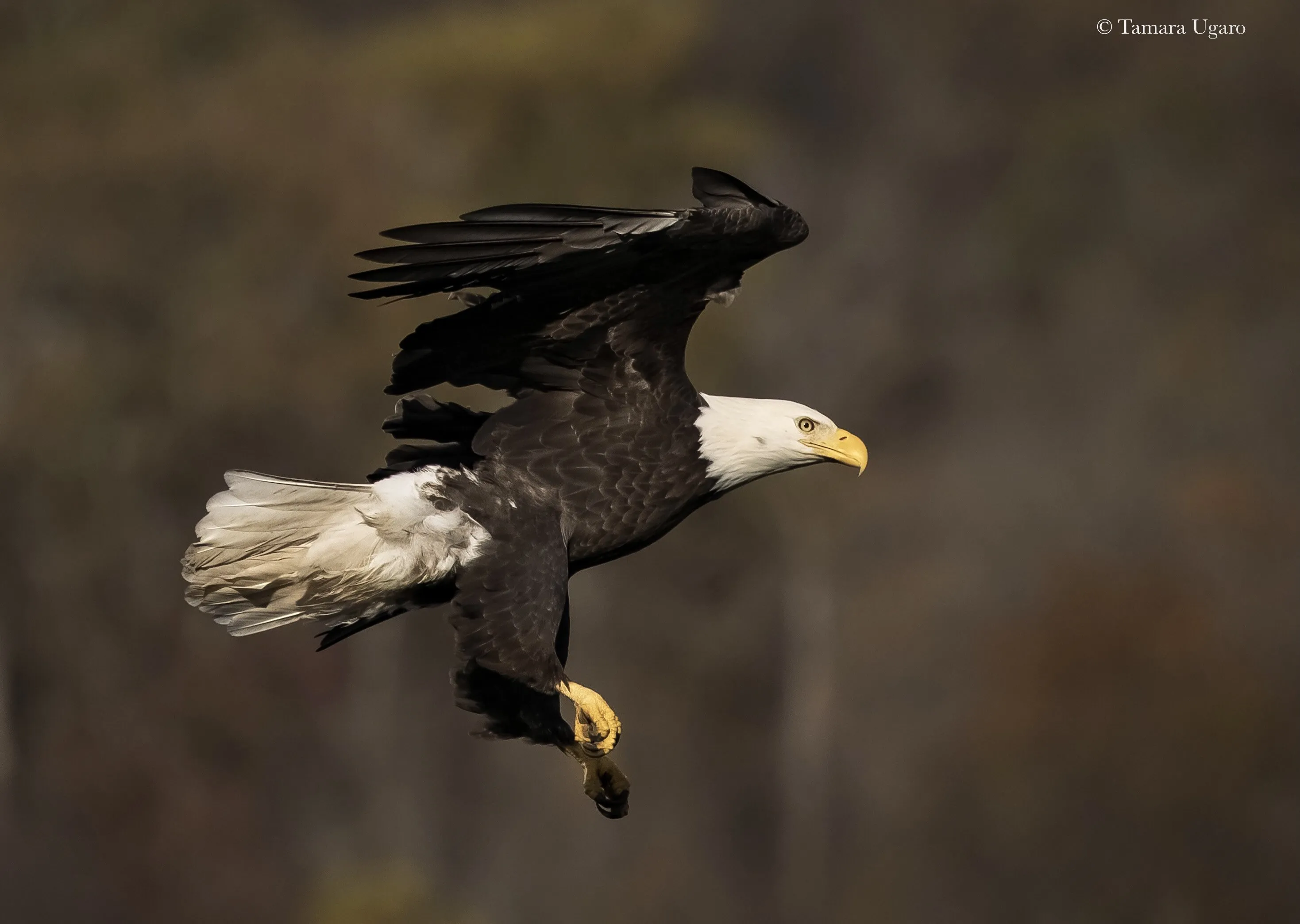 Bald Eagle