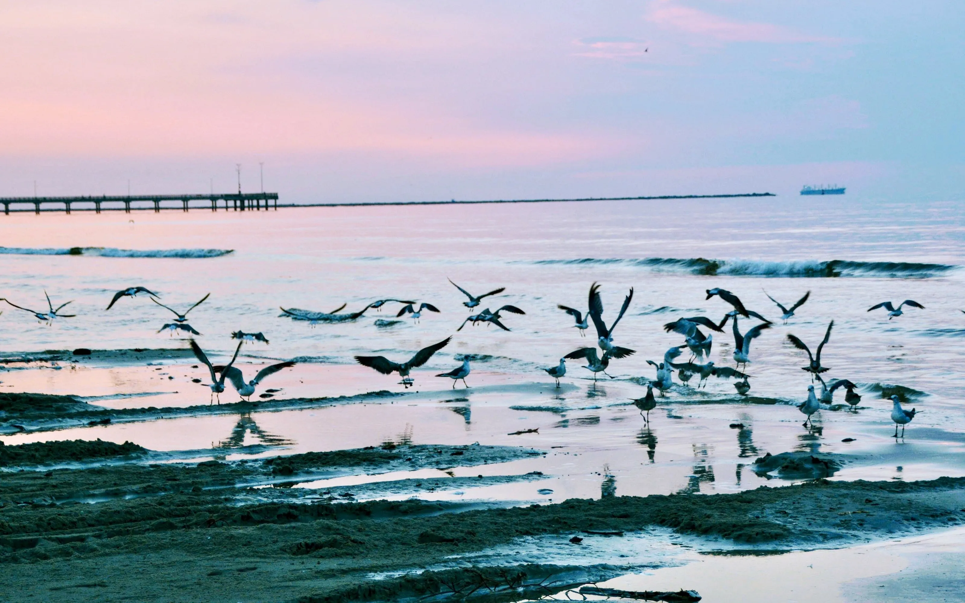 Seagulls At Sunset