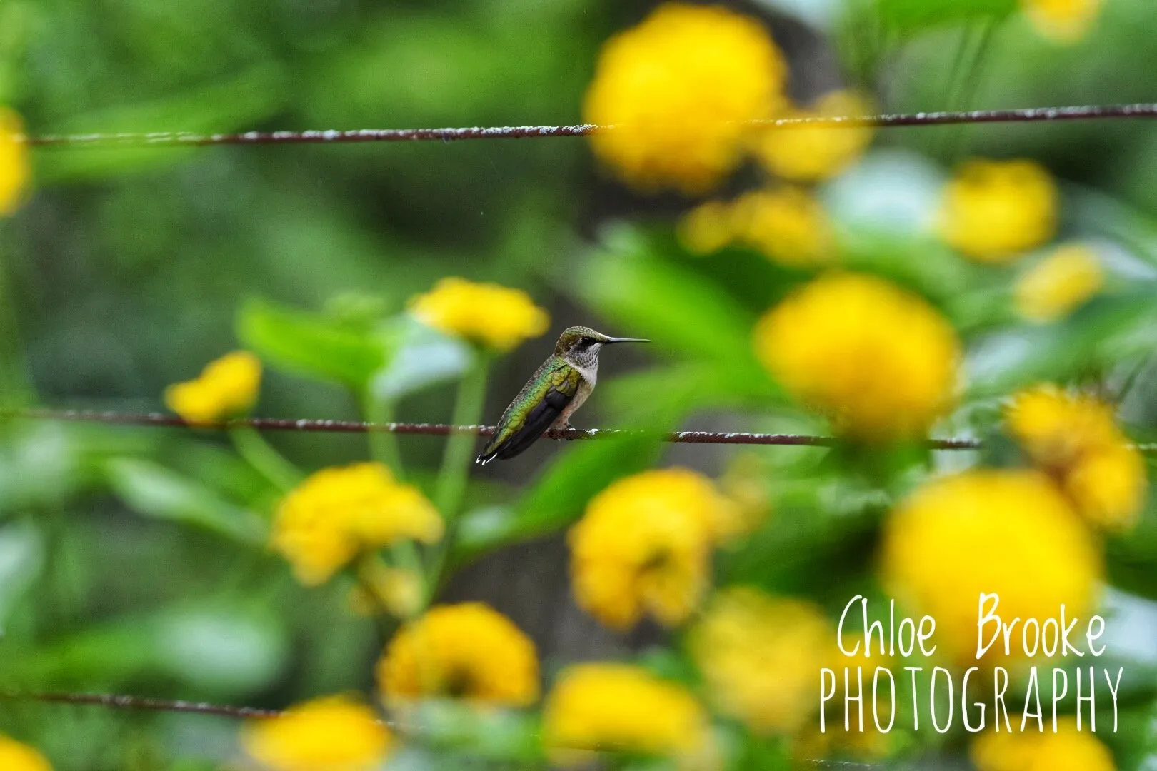 Hummingbird Rest