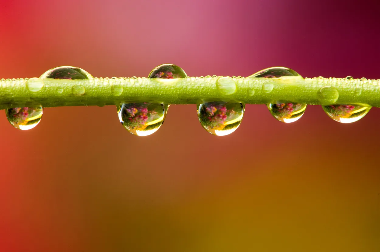 Entry 428298