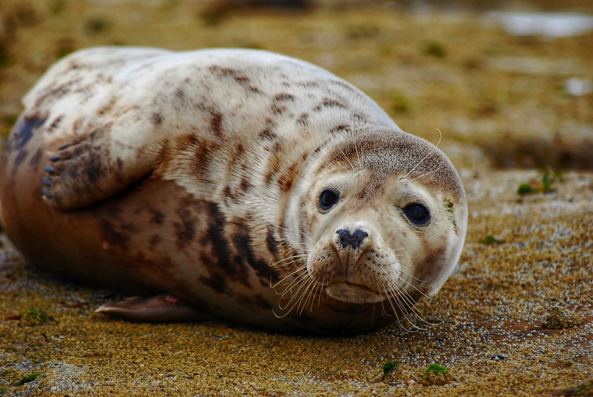 Seal life.